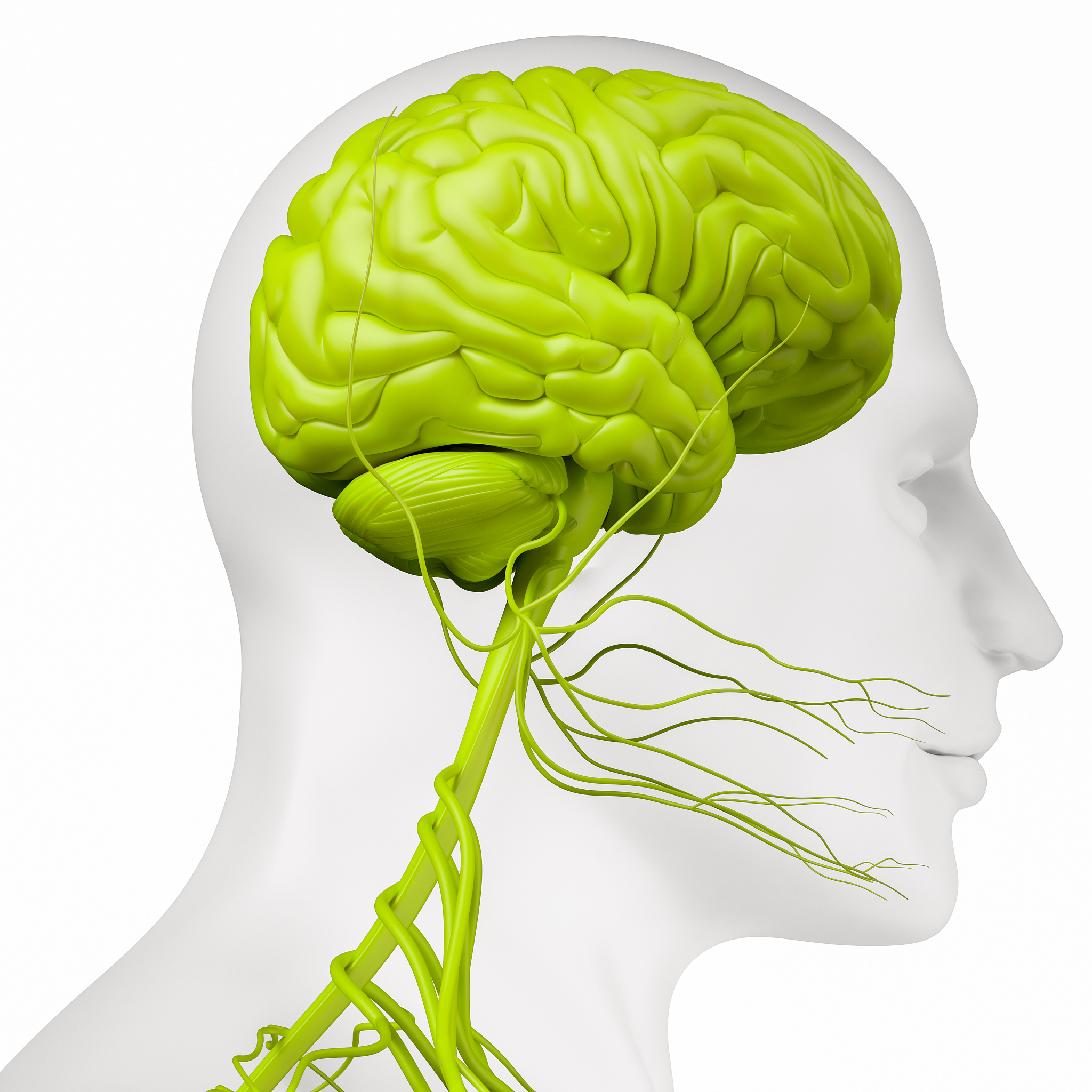 脑电图的电极编号中T指的是放置在颞叶附近的电极是否正确