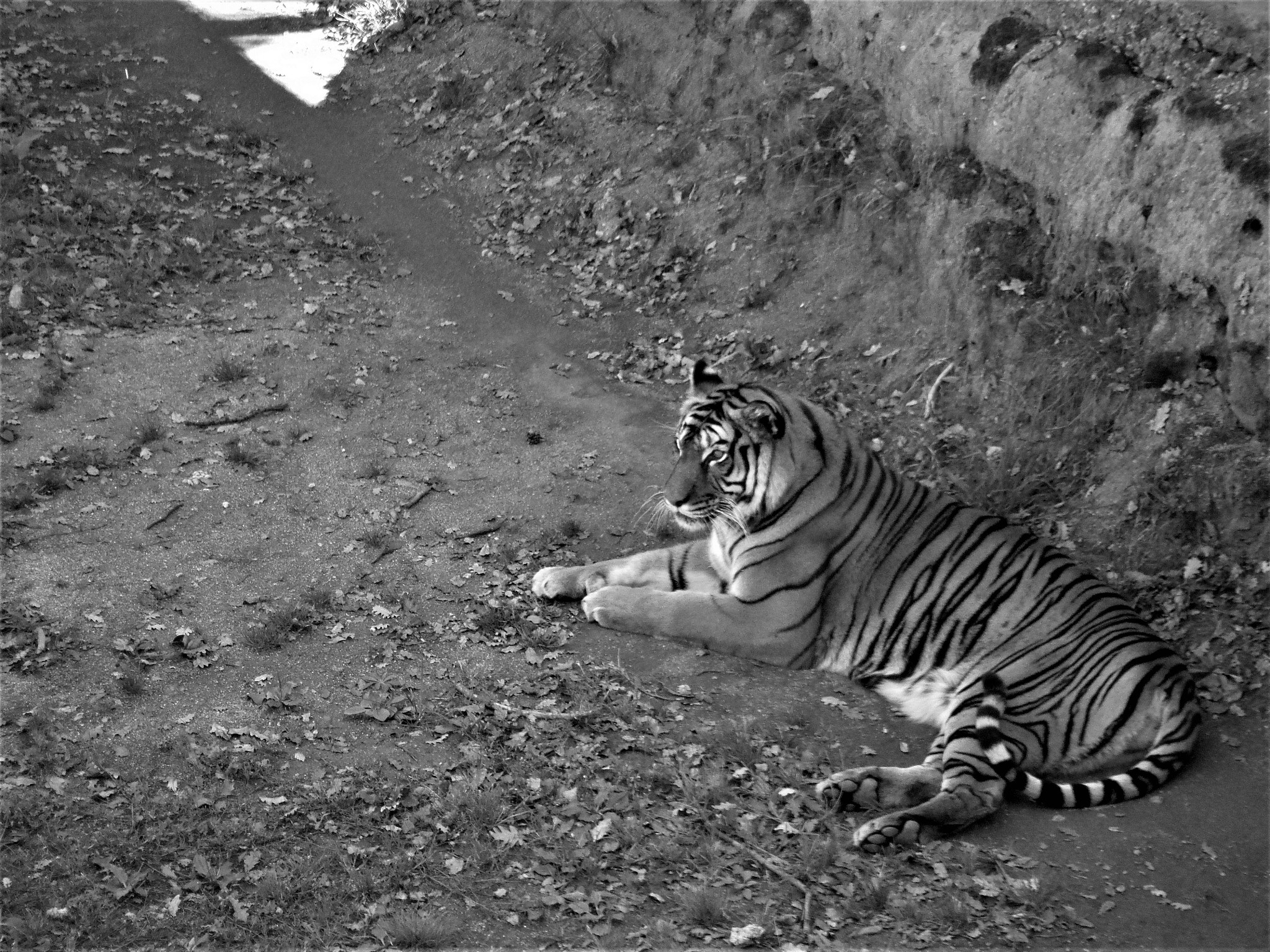 假设老虎给武松写信