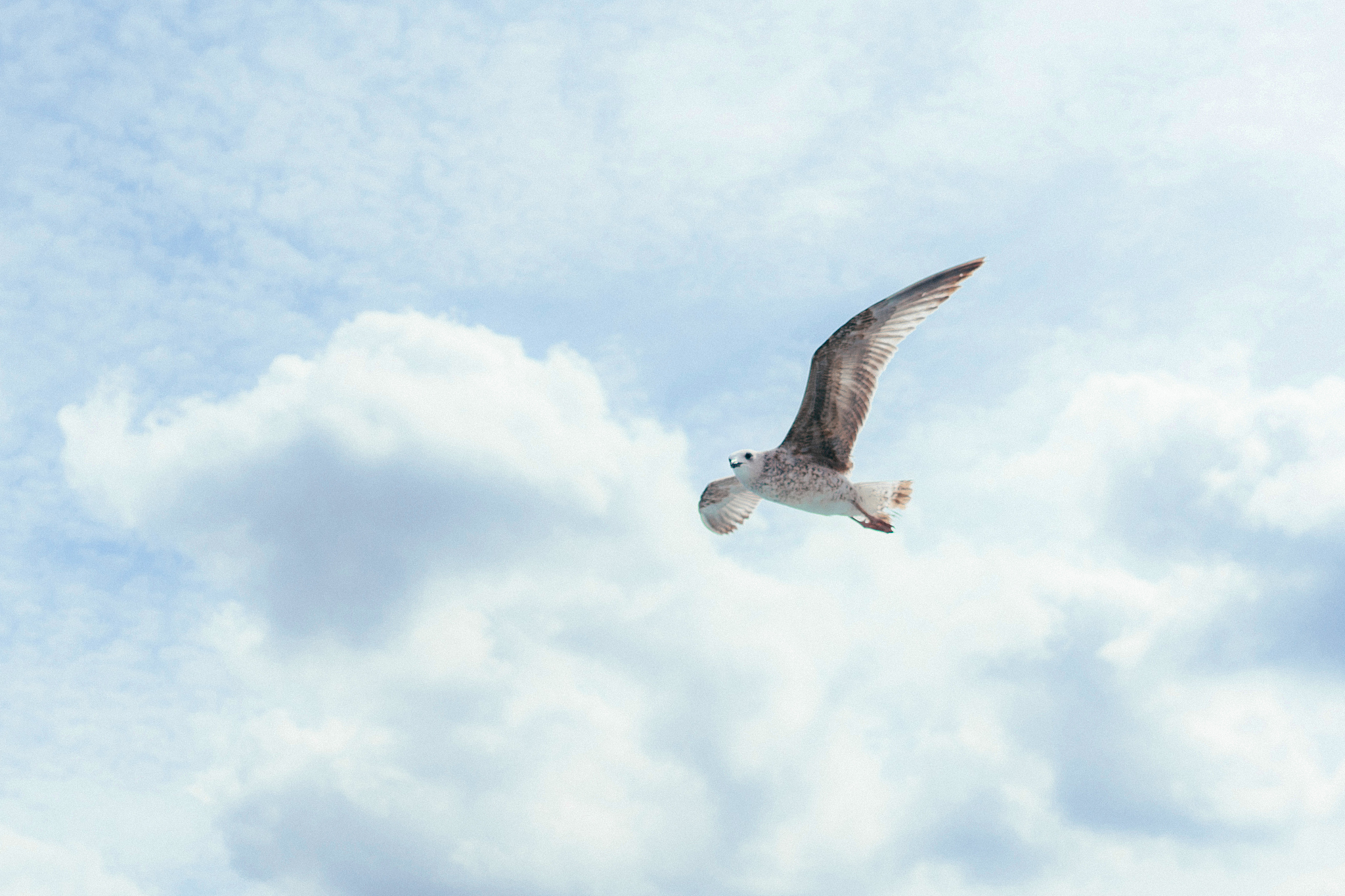 相信自己很重要，但也要有实际能力！爆笑鸟类笑话