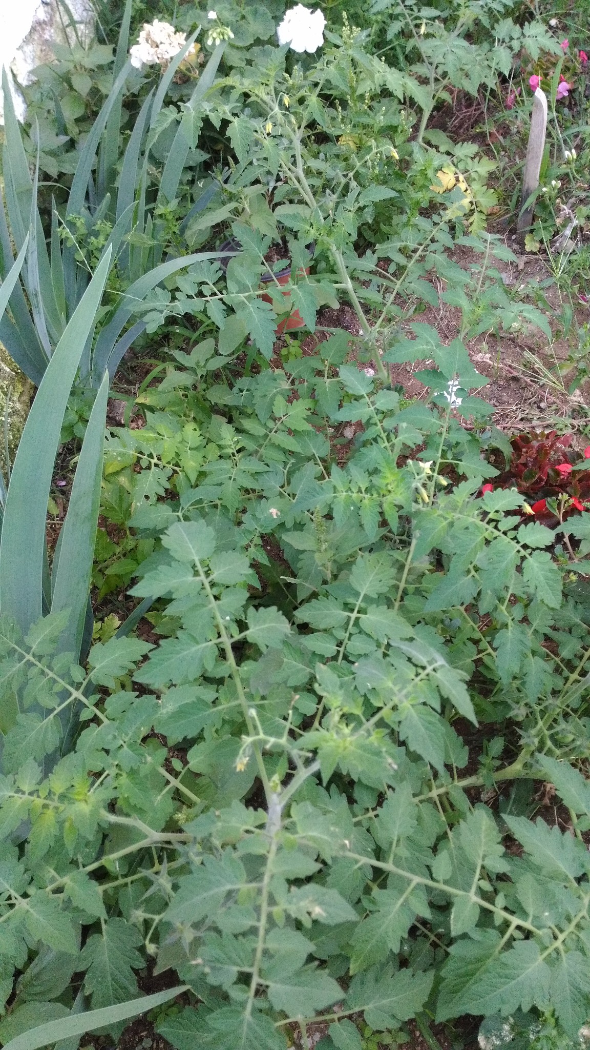 green leaf photo from nature