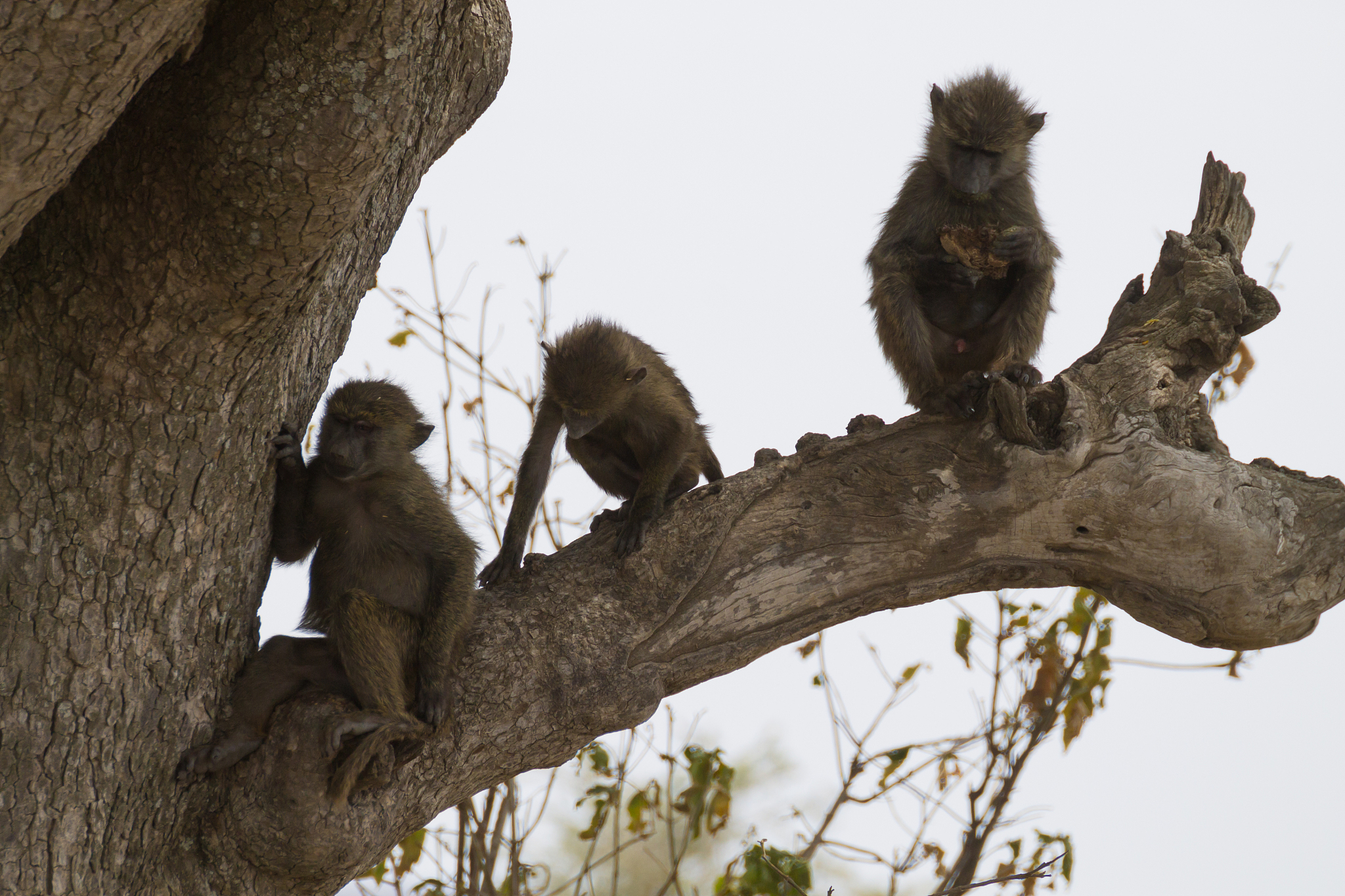 baboons from serengeti national park, tanzania, africa