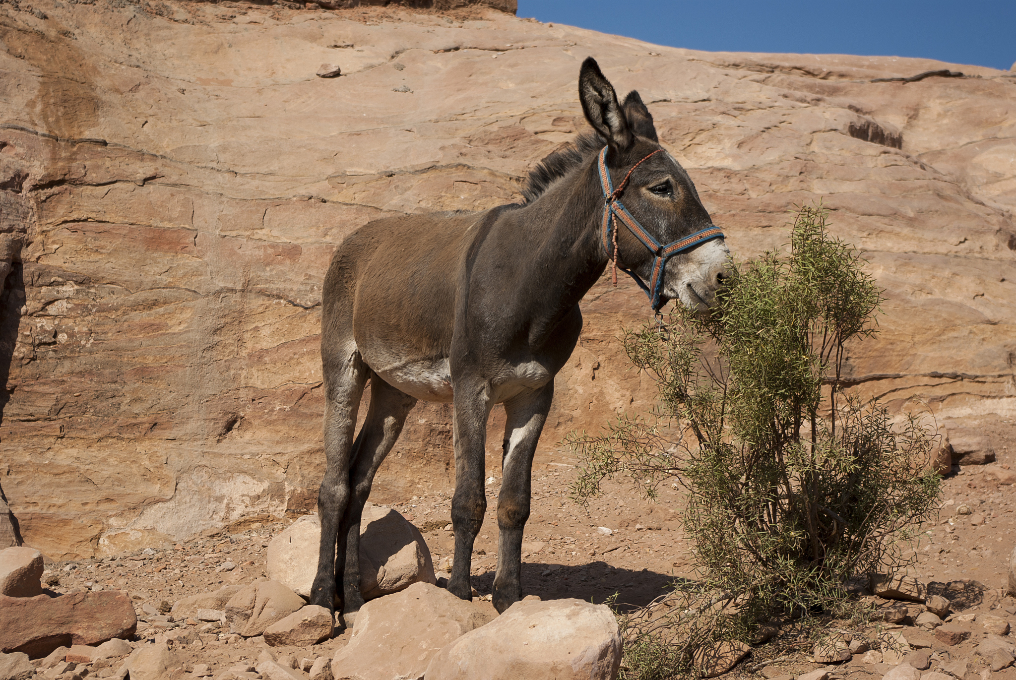 donkeys in petra