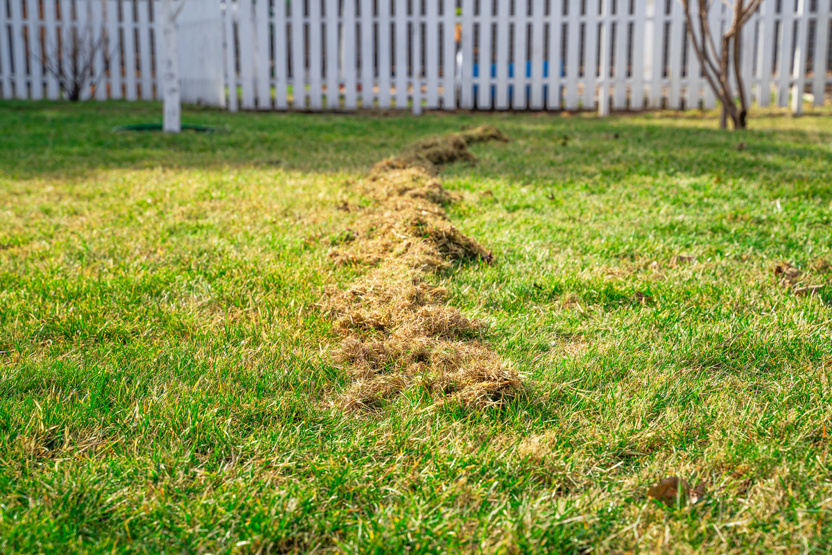 散播草籽包含那些工作内容