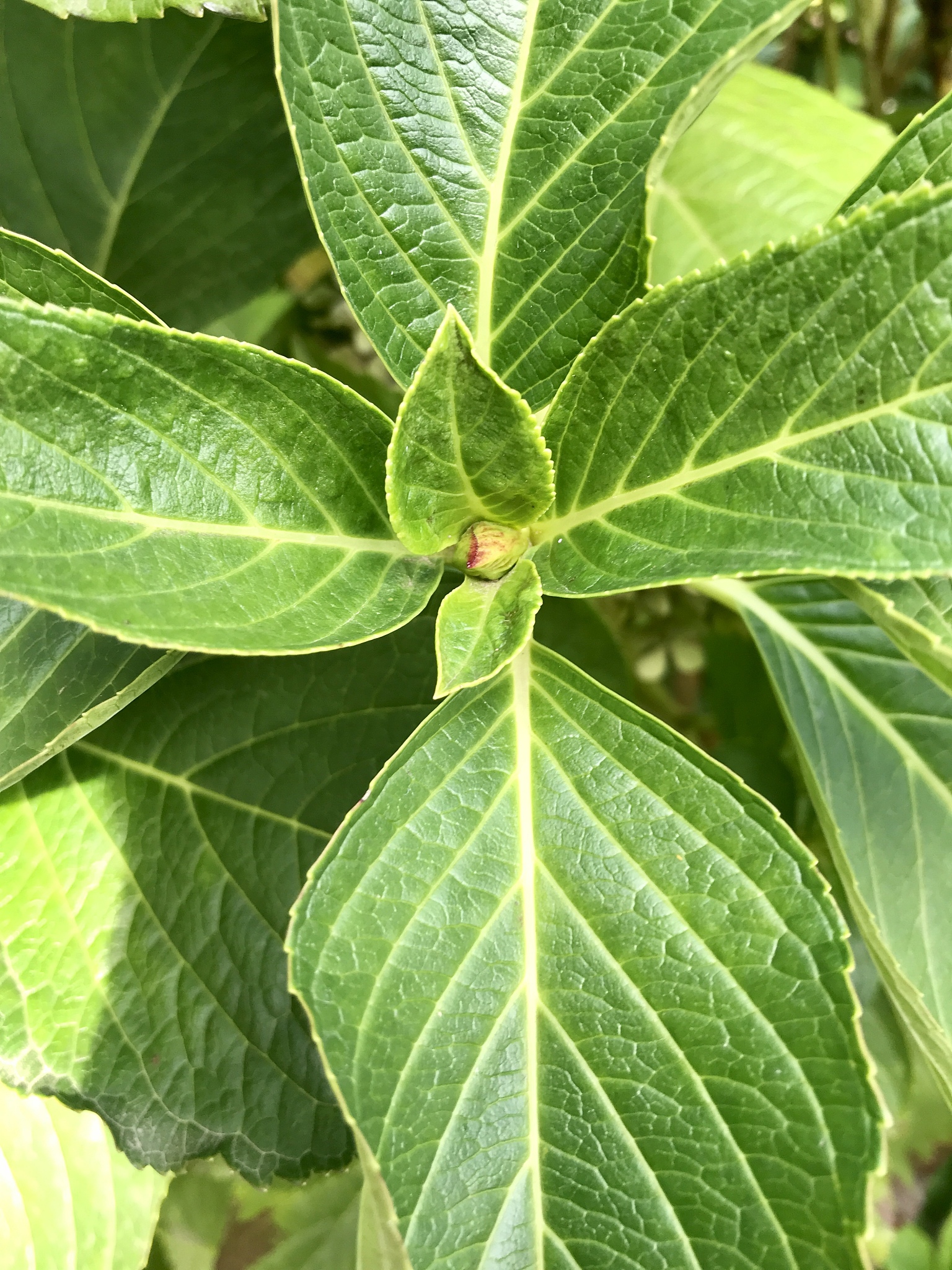 hortensia leaves