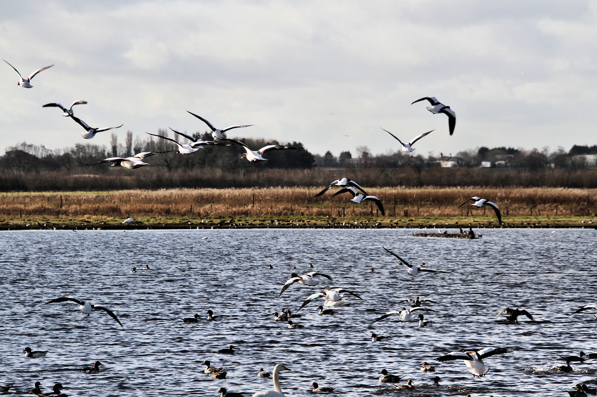 a picture of some shelducks flying