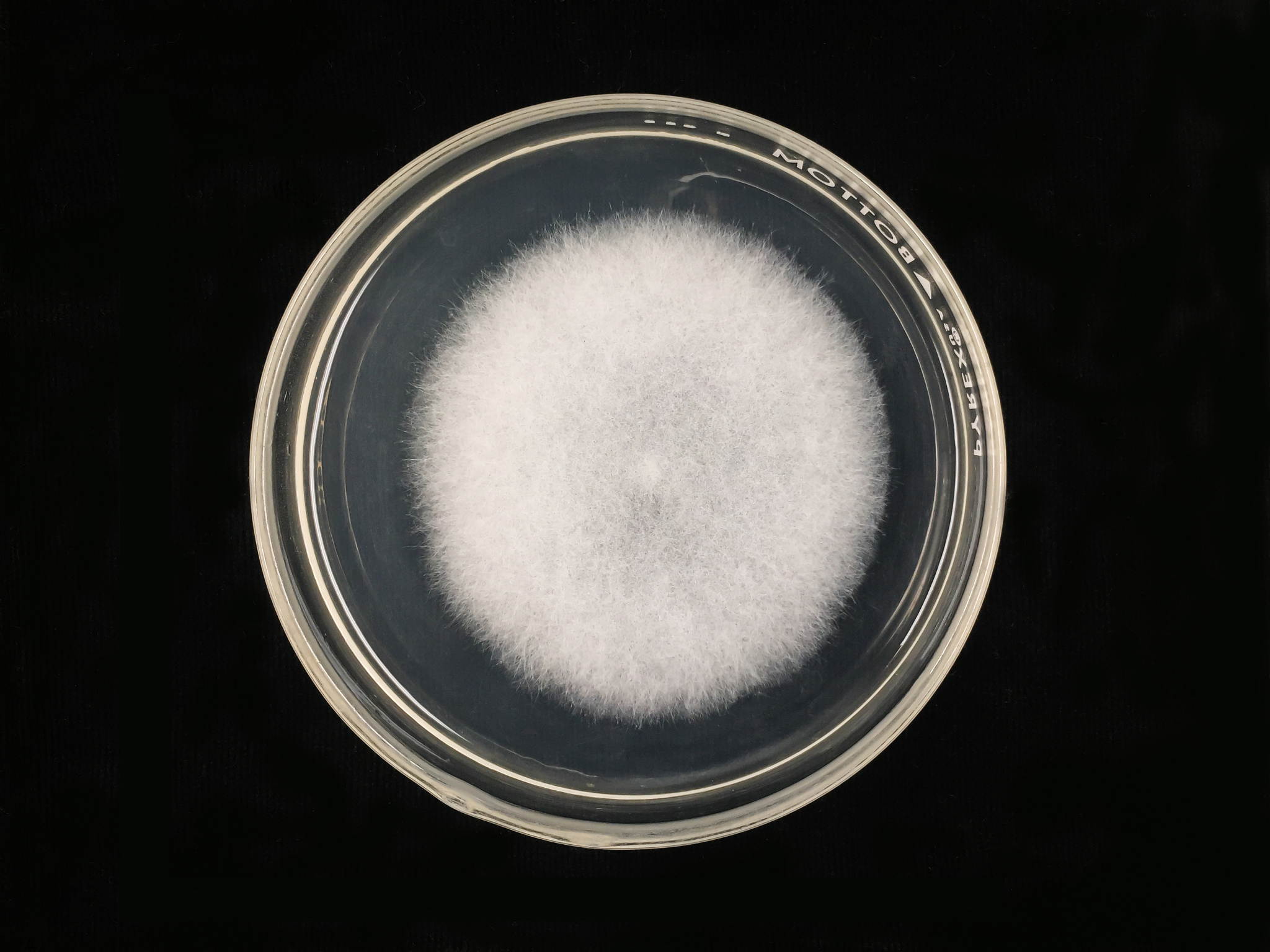 须霉属真菌的应用：从食品加工到生物修复