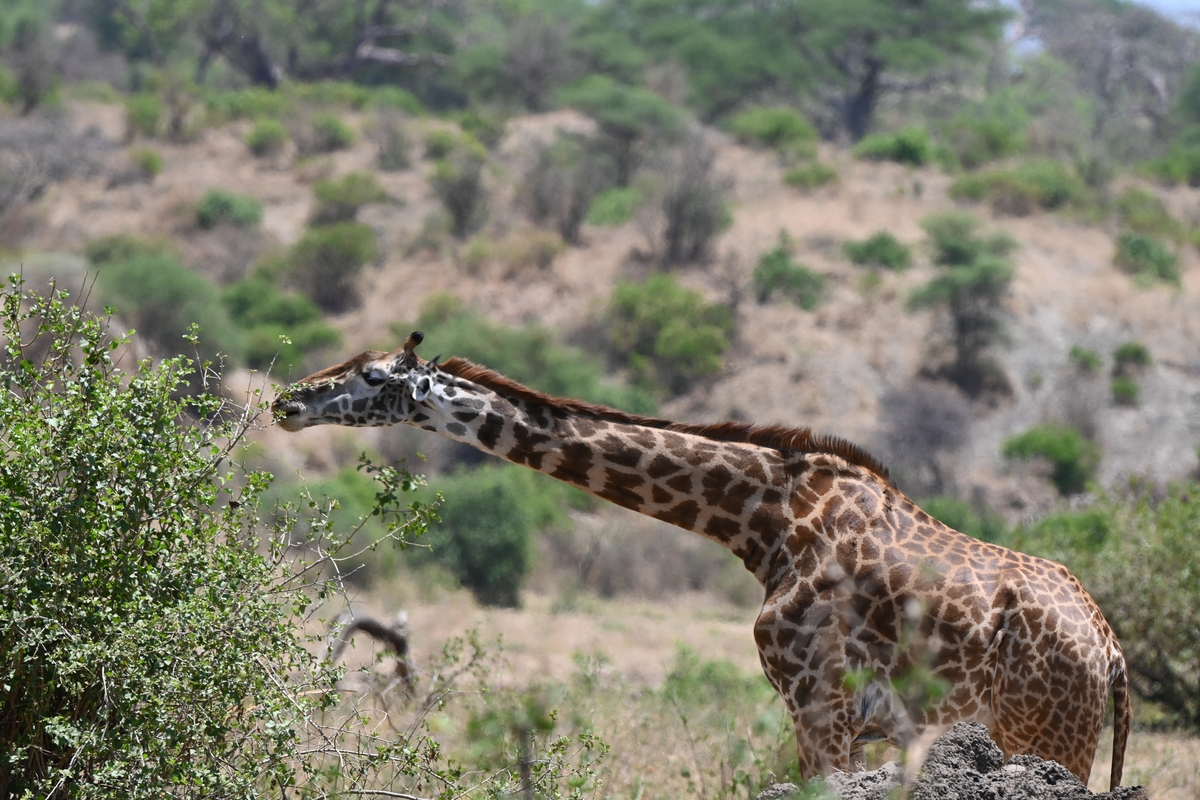 参观野生动物园 注意事项