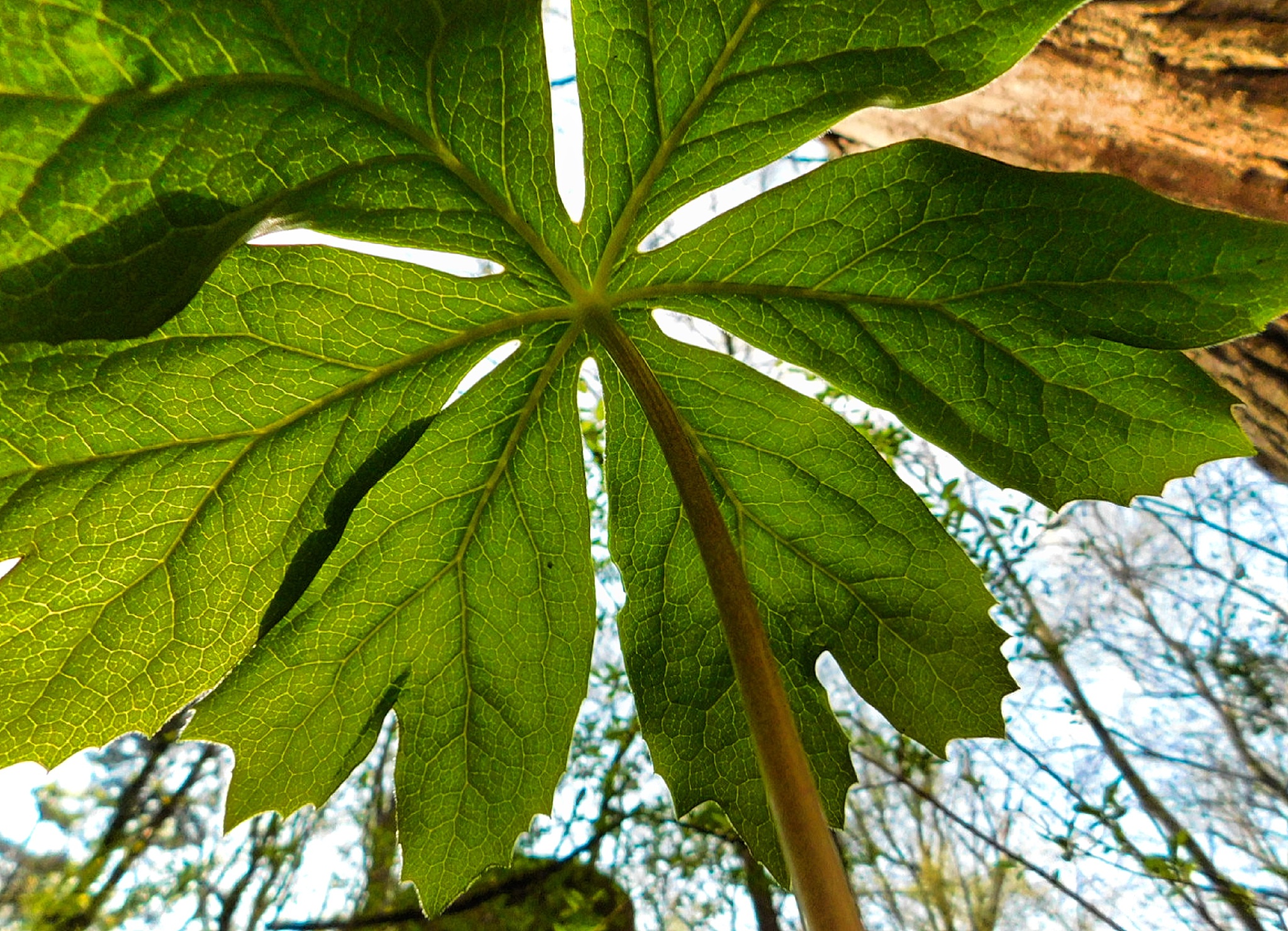 mayapple from below