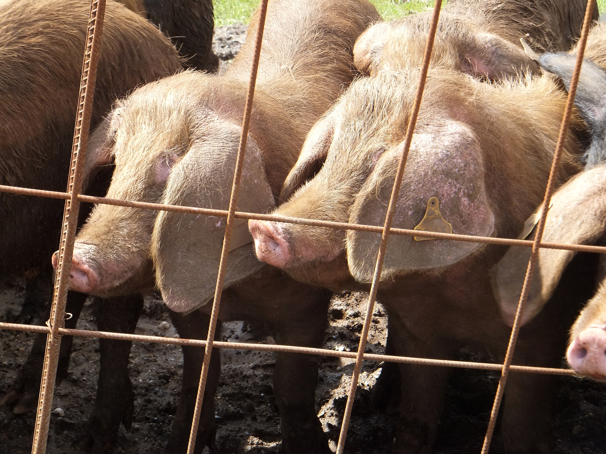 中兽医领域下设计几套牛的针灸疗法的实验报告内容