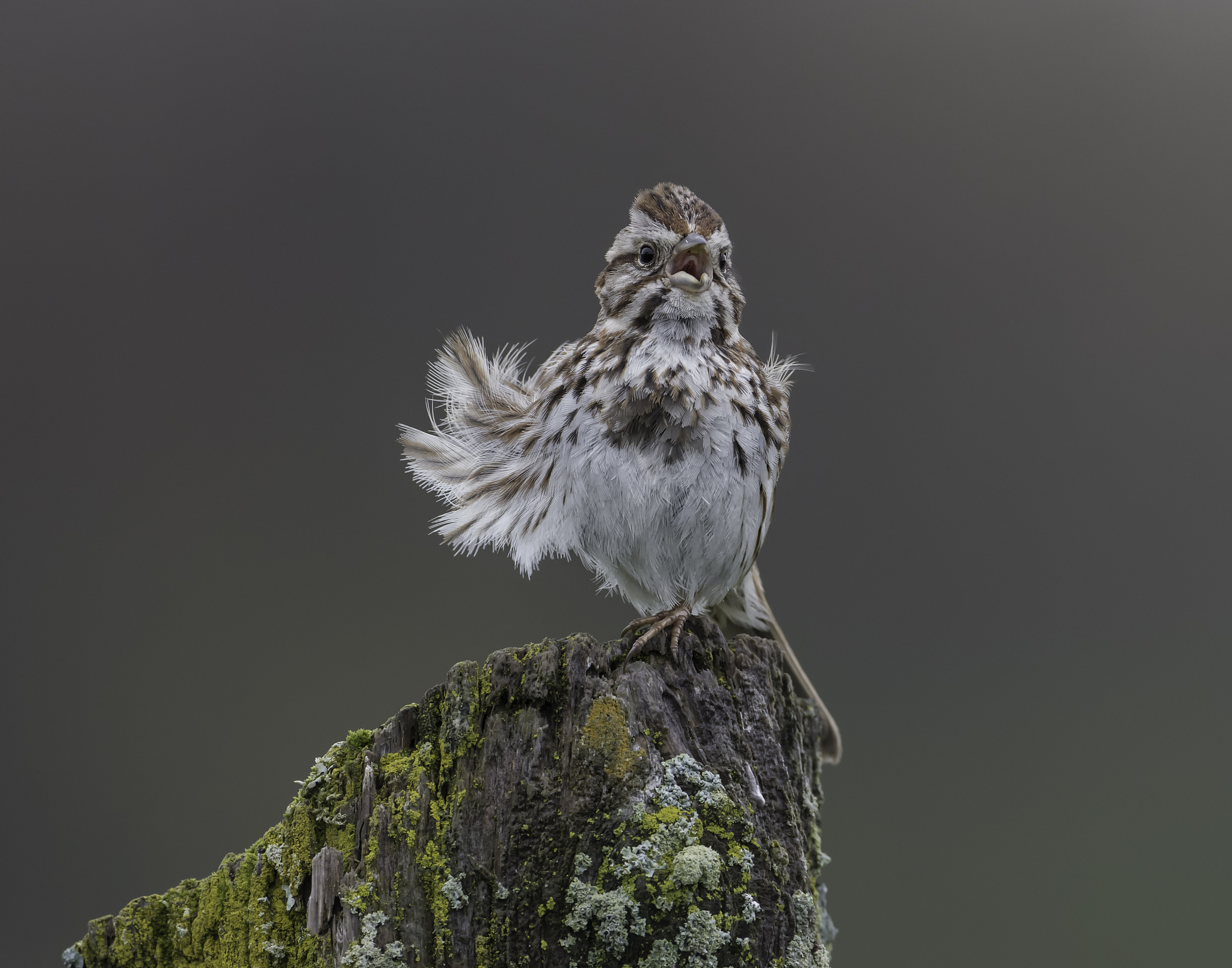 A 不死鸟 ashed by devine