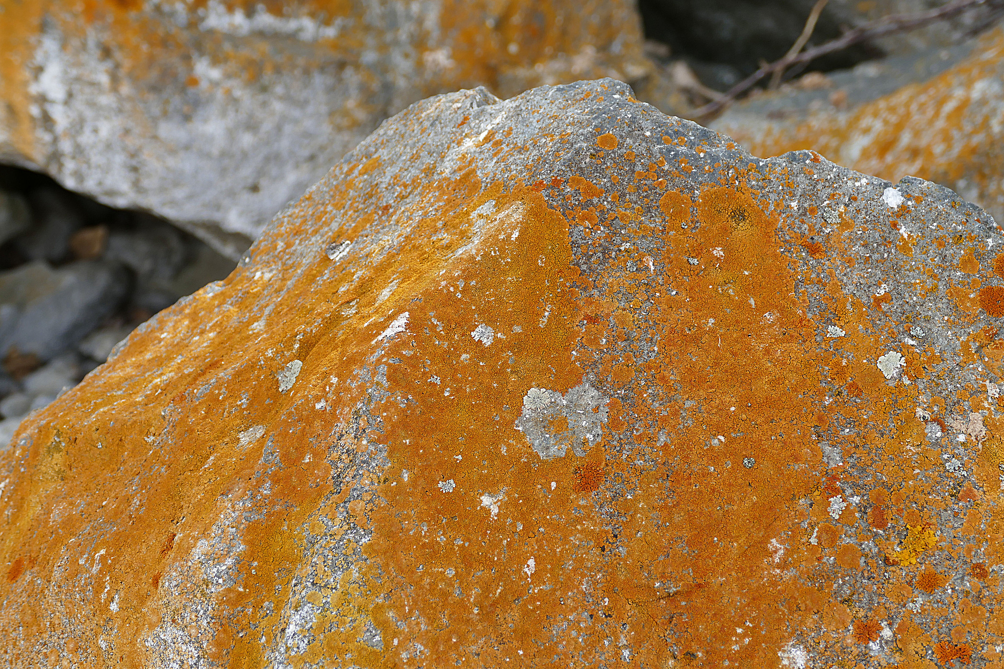 mossy rocks, moss on the north side of the rocks, direction find