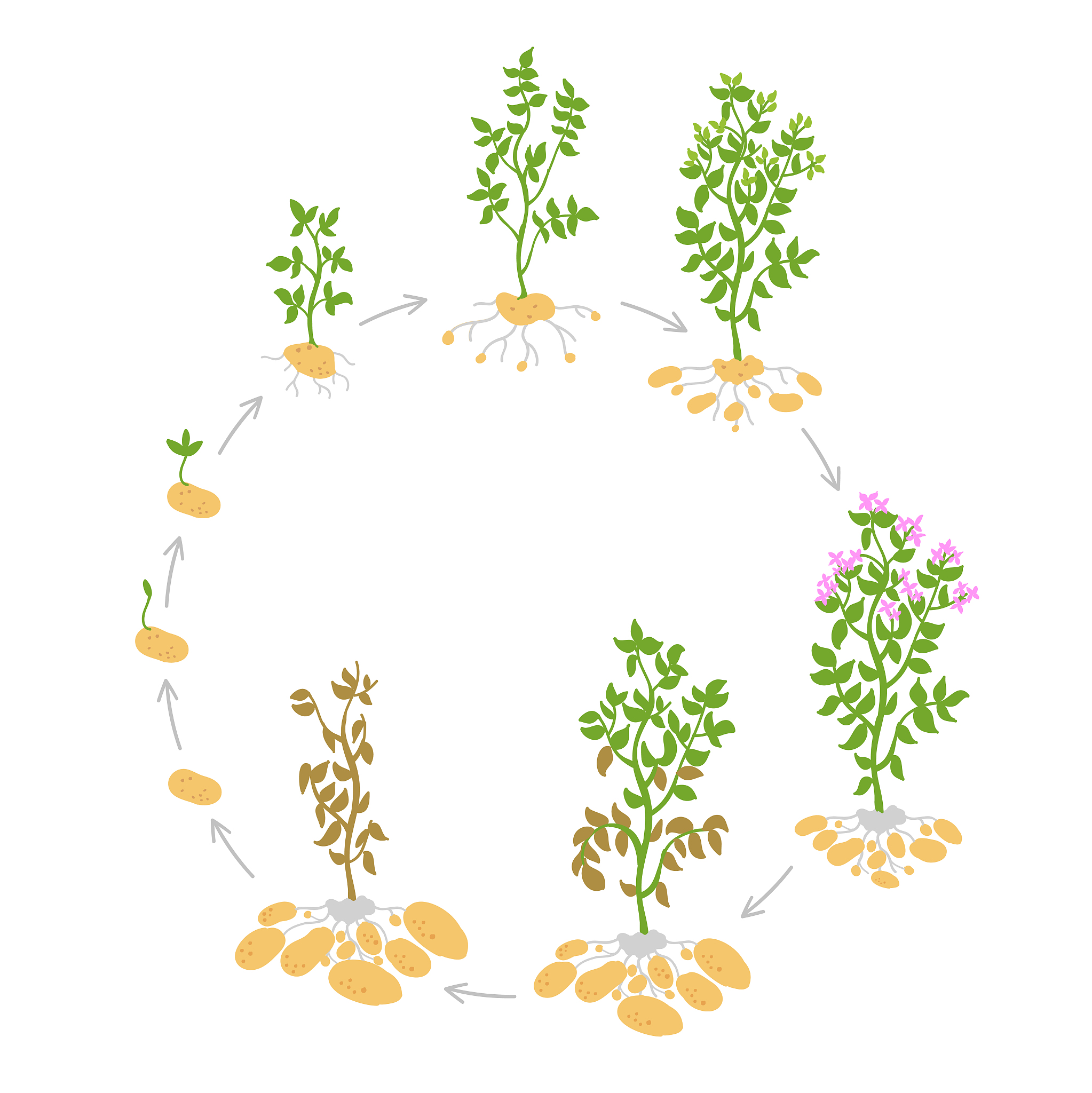 基于卫星遥感的植物能量分配模型：连接生理参数与生长过程