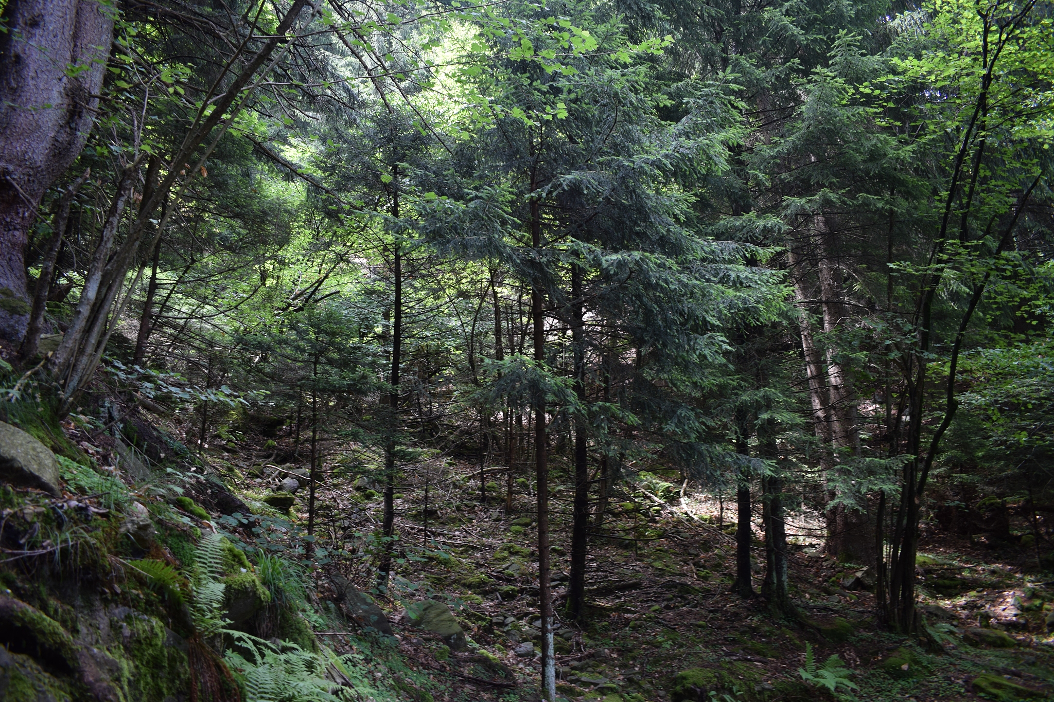 我国植被的水平地带性