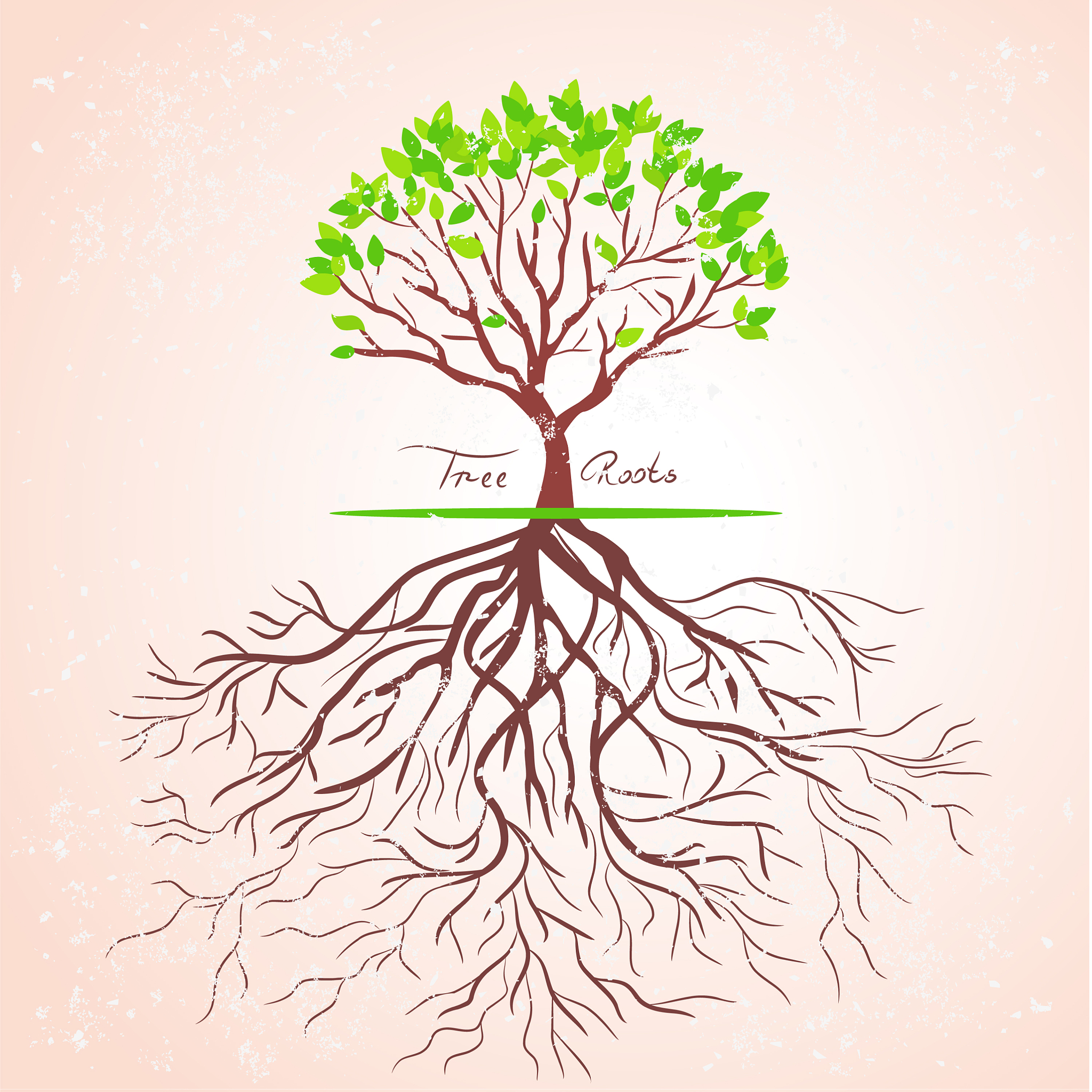 根面平整术的生物学意义