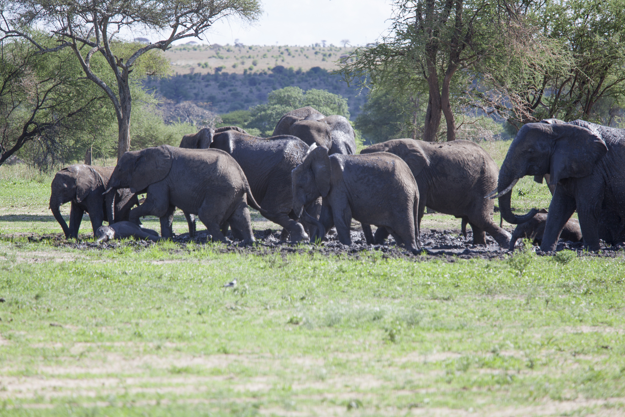 herd of elephants having pleasure in the mud of serengeti