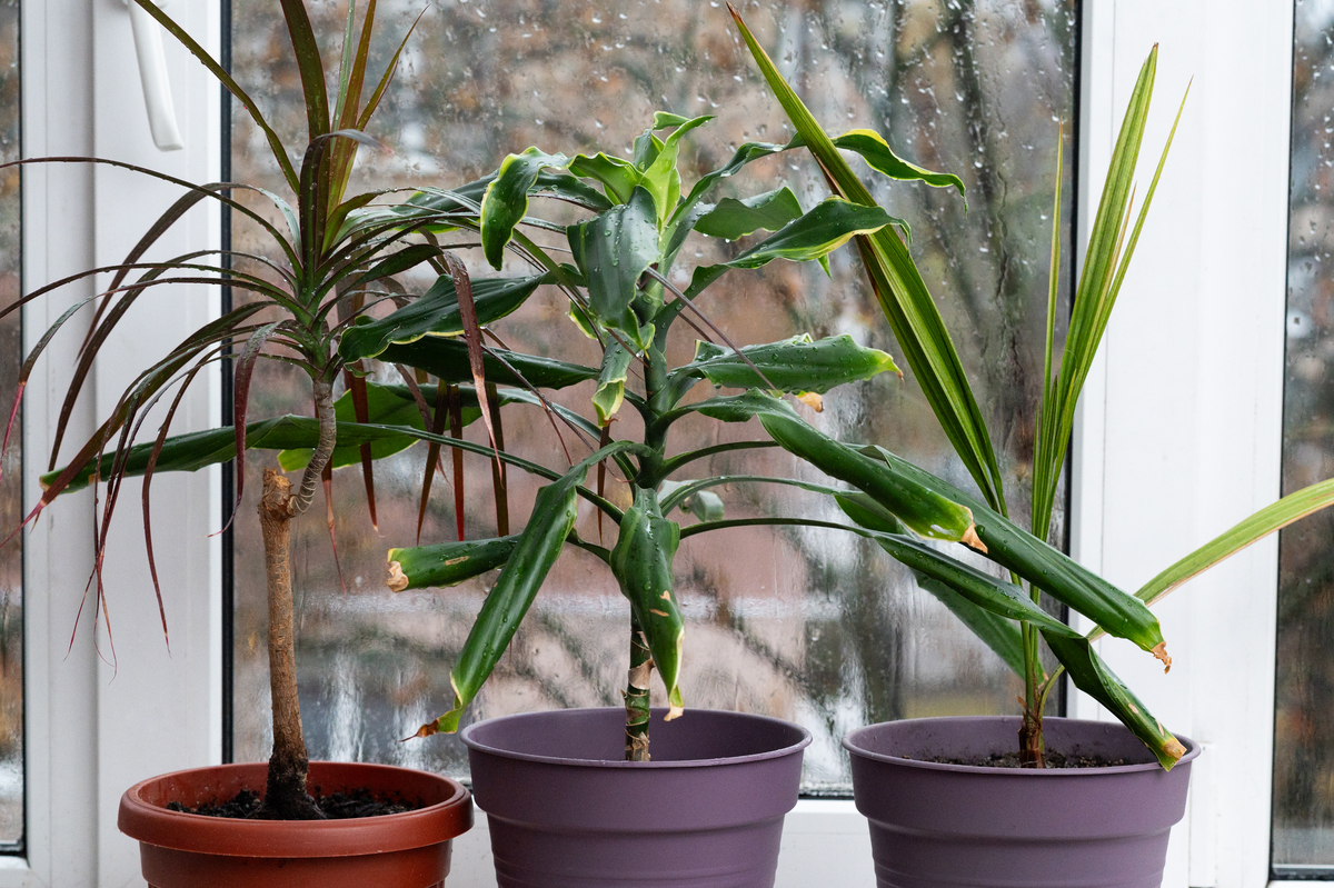 蟹爪兰会致癌？真相大揭秘！