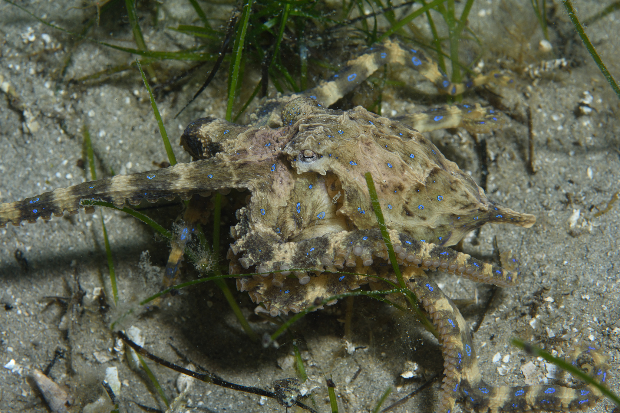 揭秘隐身生物：自然界中真的存在隐身术吗？