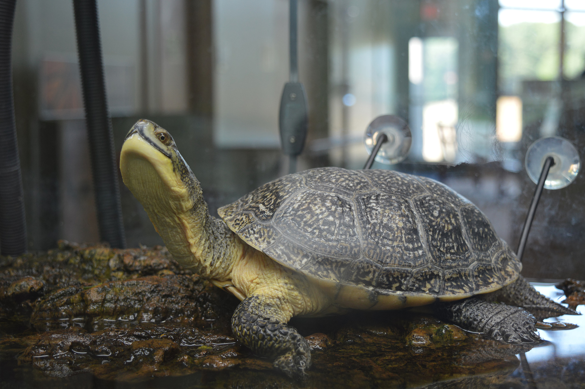 turtle in the tank