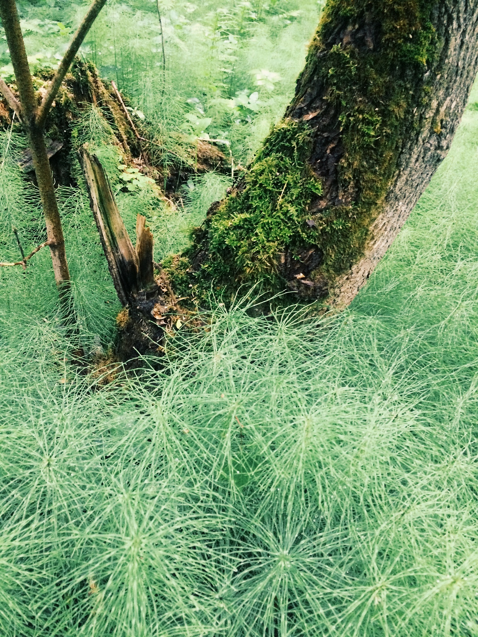 入侵植物：定义、特点及影响