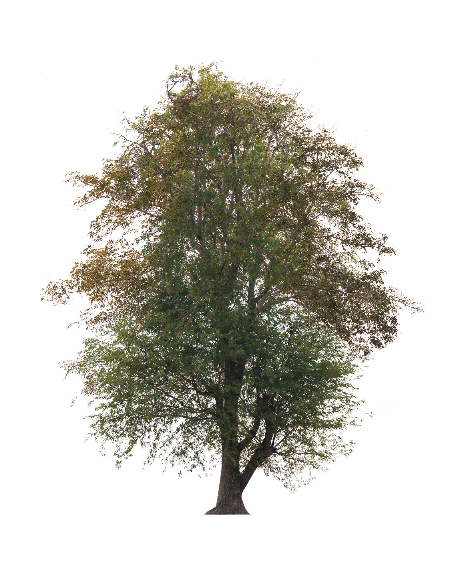 isolated tree on white background