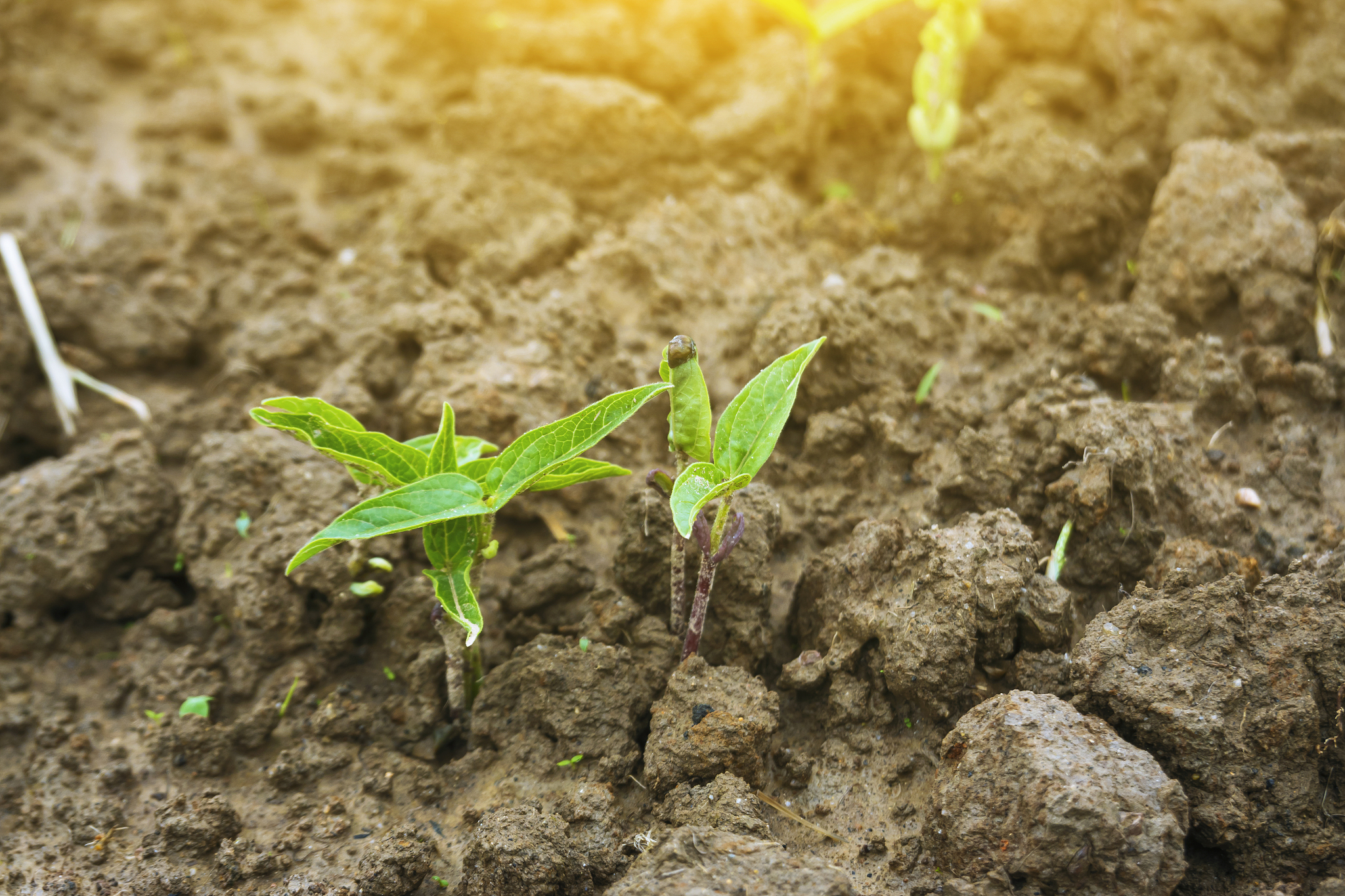 土层下面是石头会不会影响绿豆的生长？