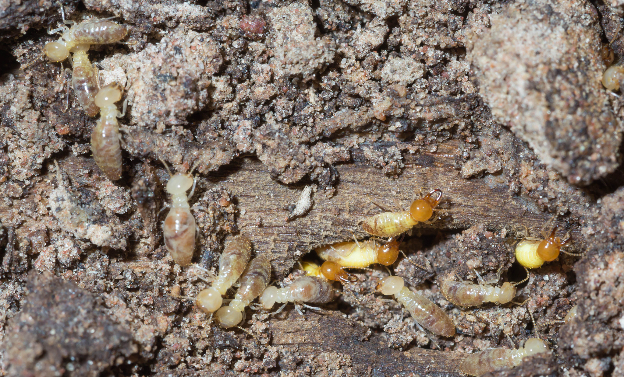 termite nests