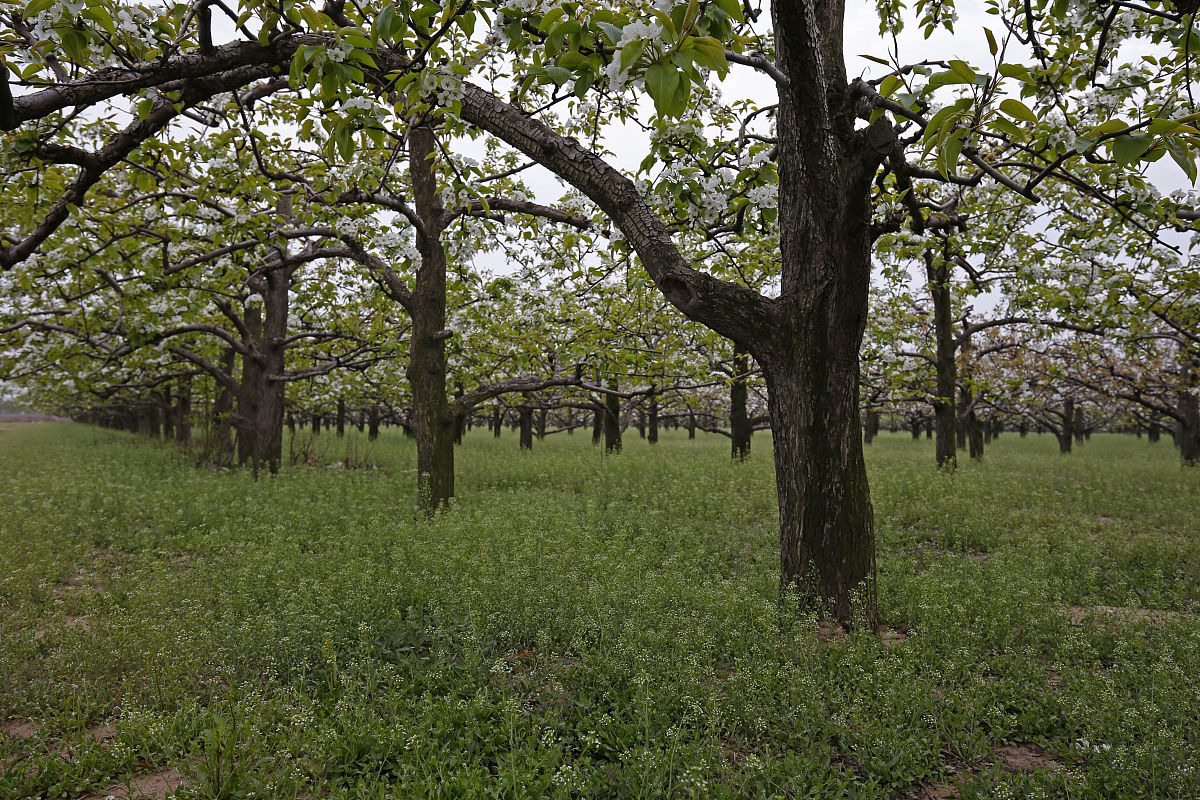 梨如何种植 梨的正确种植方法