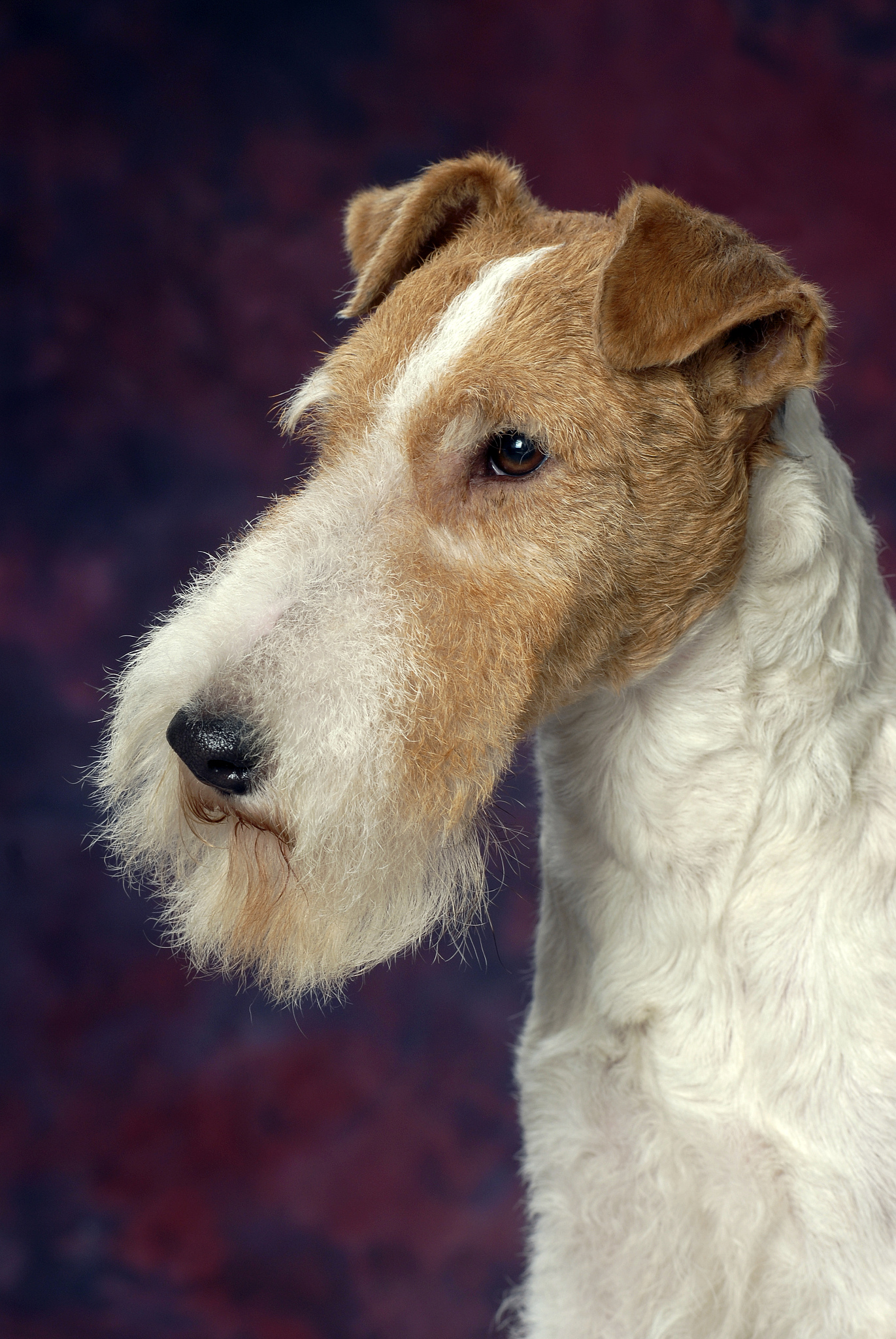 犬磷酸果糖激酶缺乏症：治疗方法与管理