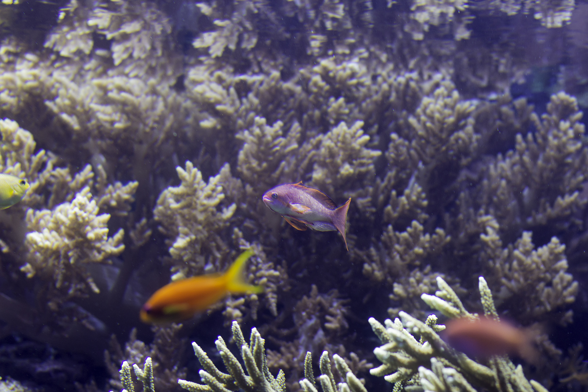 saltwater coral reef aquarium.