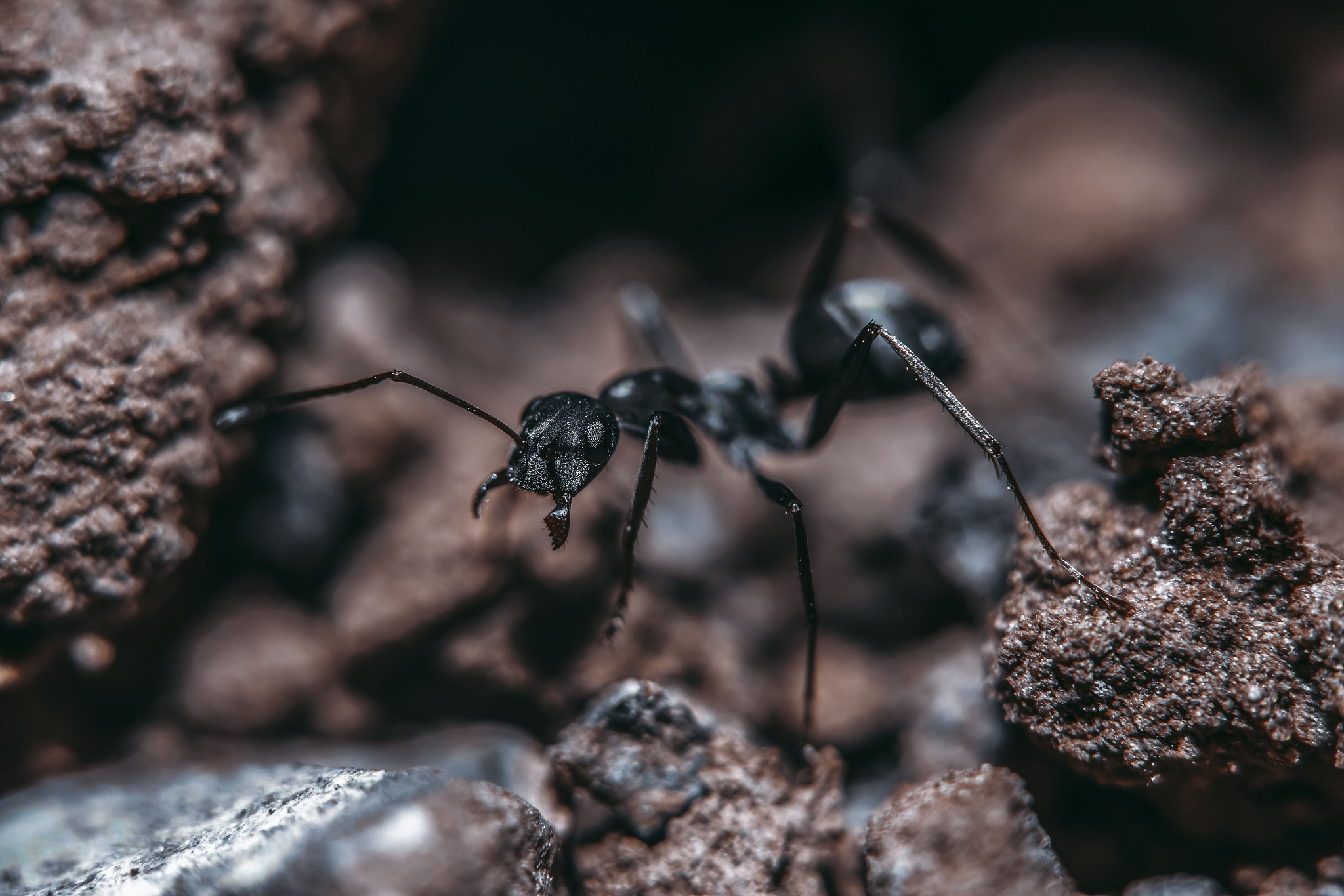 你好我是一只蚂蚁你好蚂蚁！嗯你是一只非常勤劳的昆虫希望你过得愉快并为你的巢穴做出贡献。先生你好大啊！