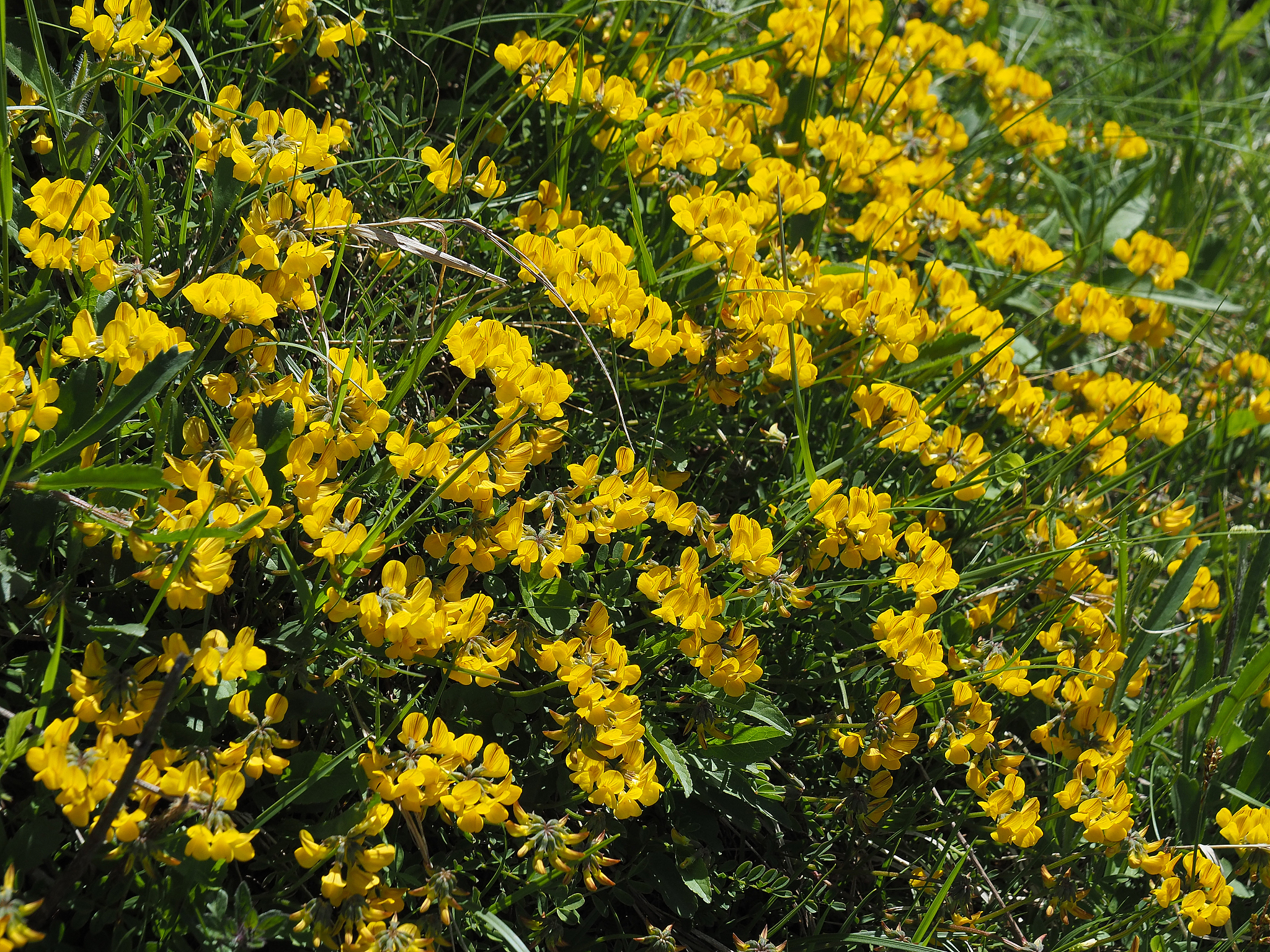 Lotus corniculatus L. - A Perennial Herb in the Legume Family