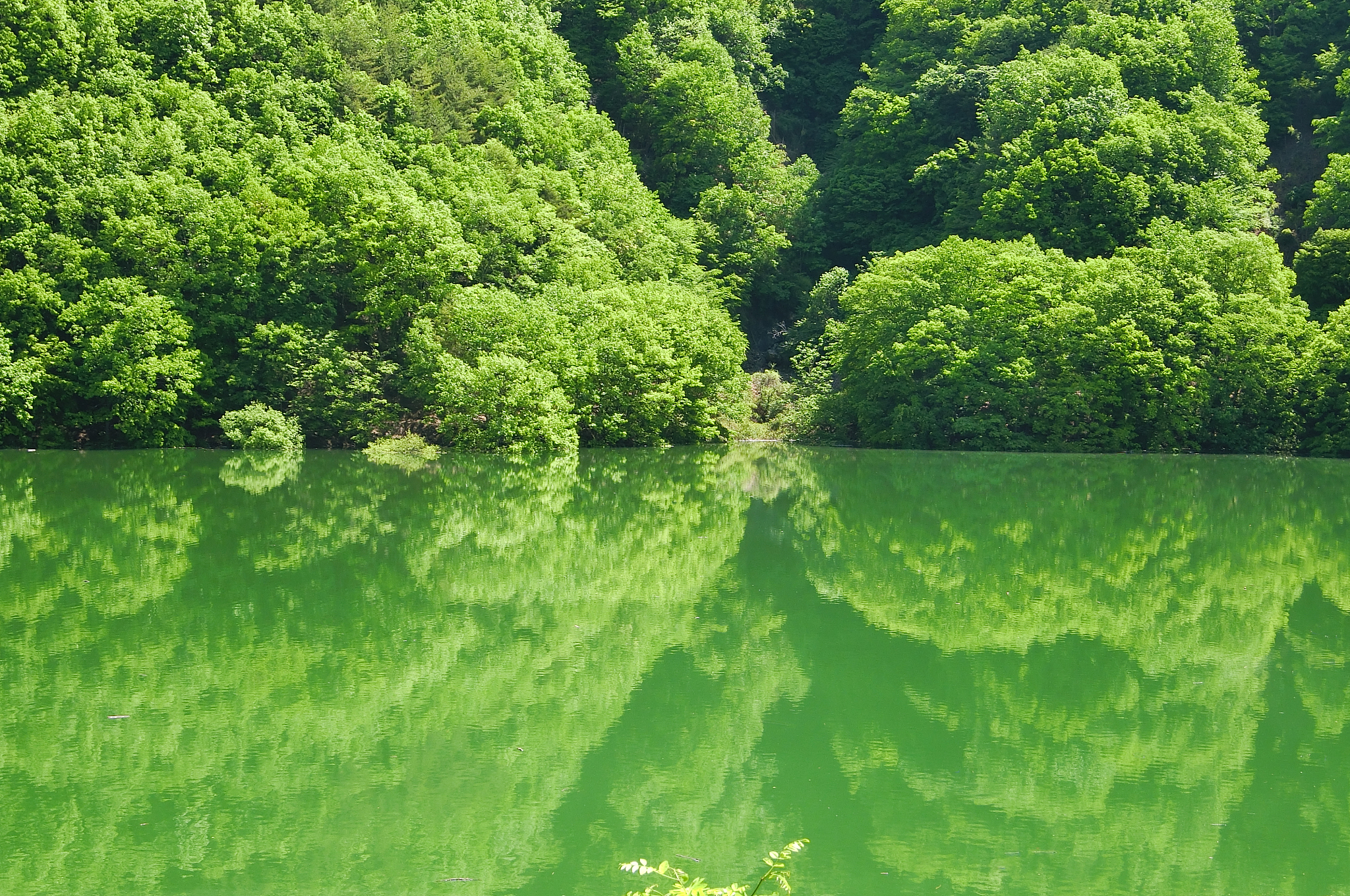 关于绿色的四字短句