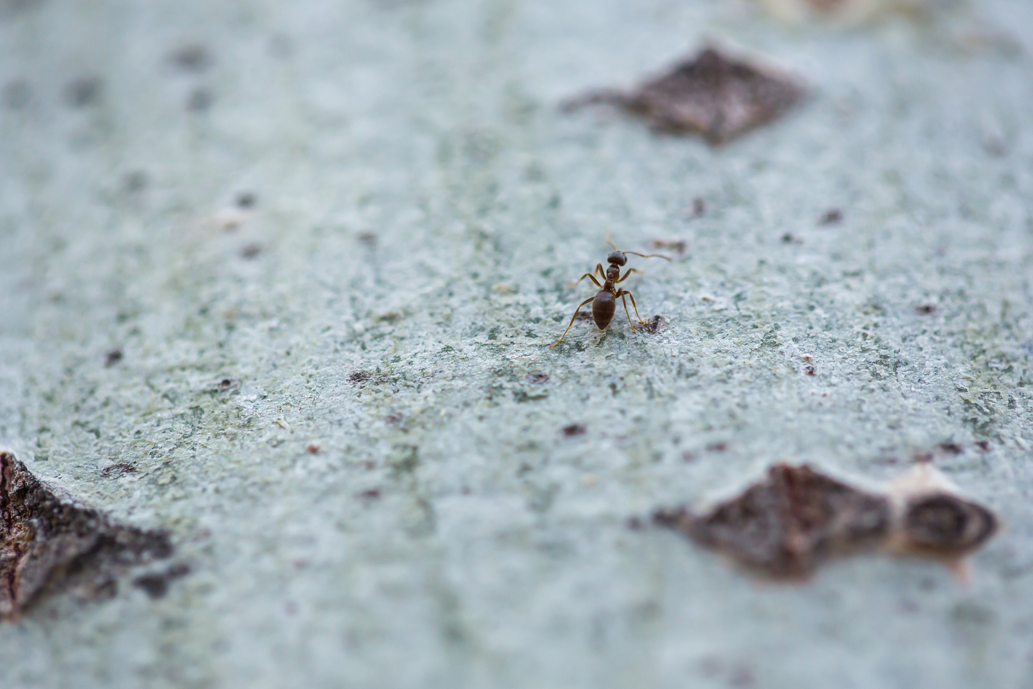 一个妈妈要和你5岁的儿子讲蚂蚁的种类。