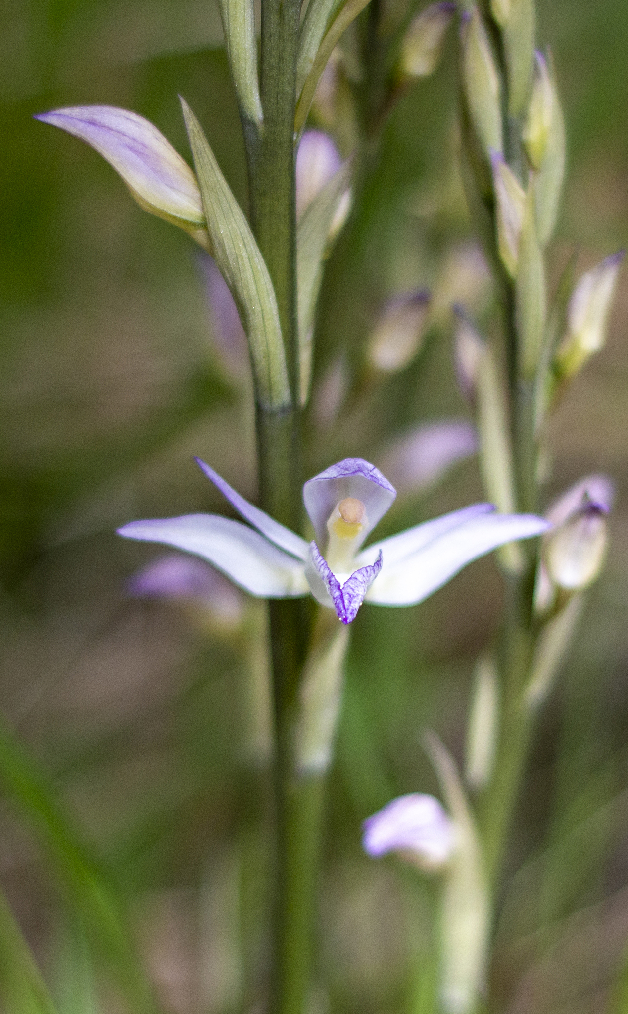 violet limodore (limodorum abortivum) in natural habitat