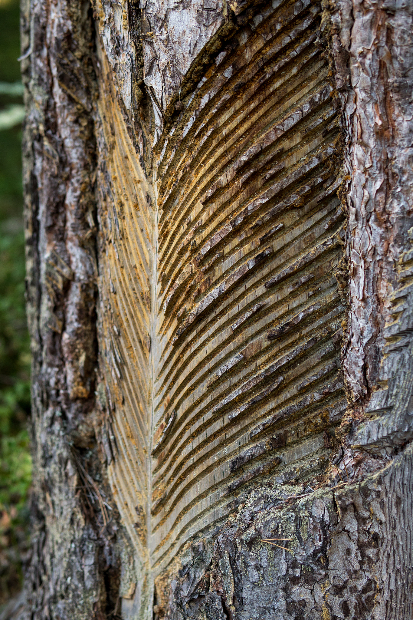 process of obtaining rosin from pine trees