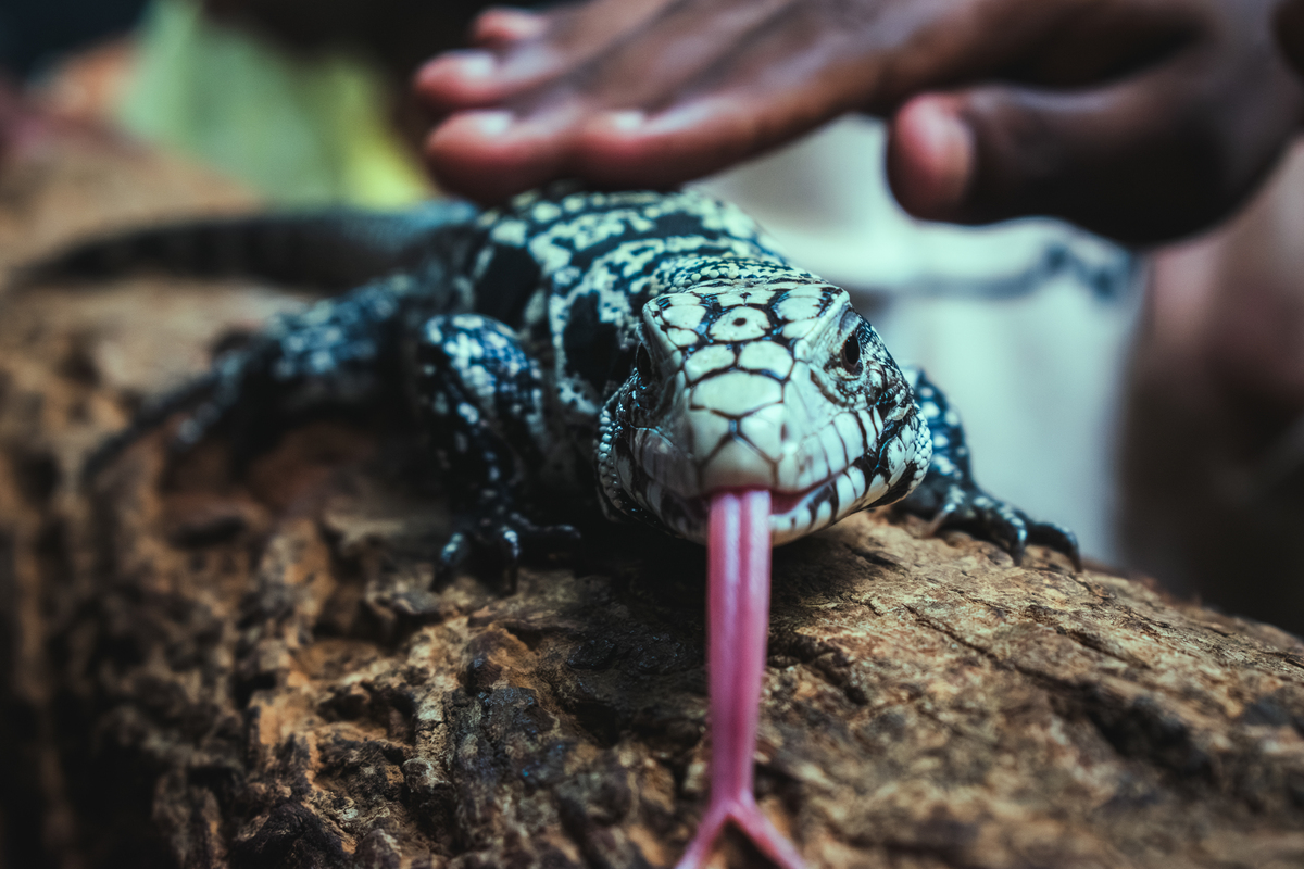 阿根廷玉米的平均种植密度是多少帮我找到具体的参考文献