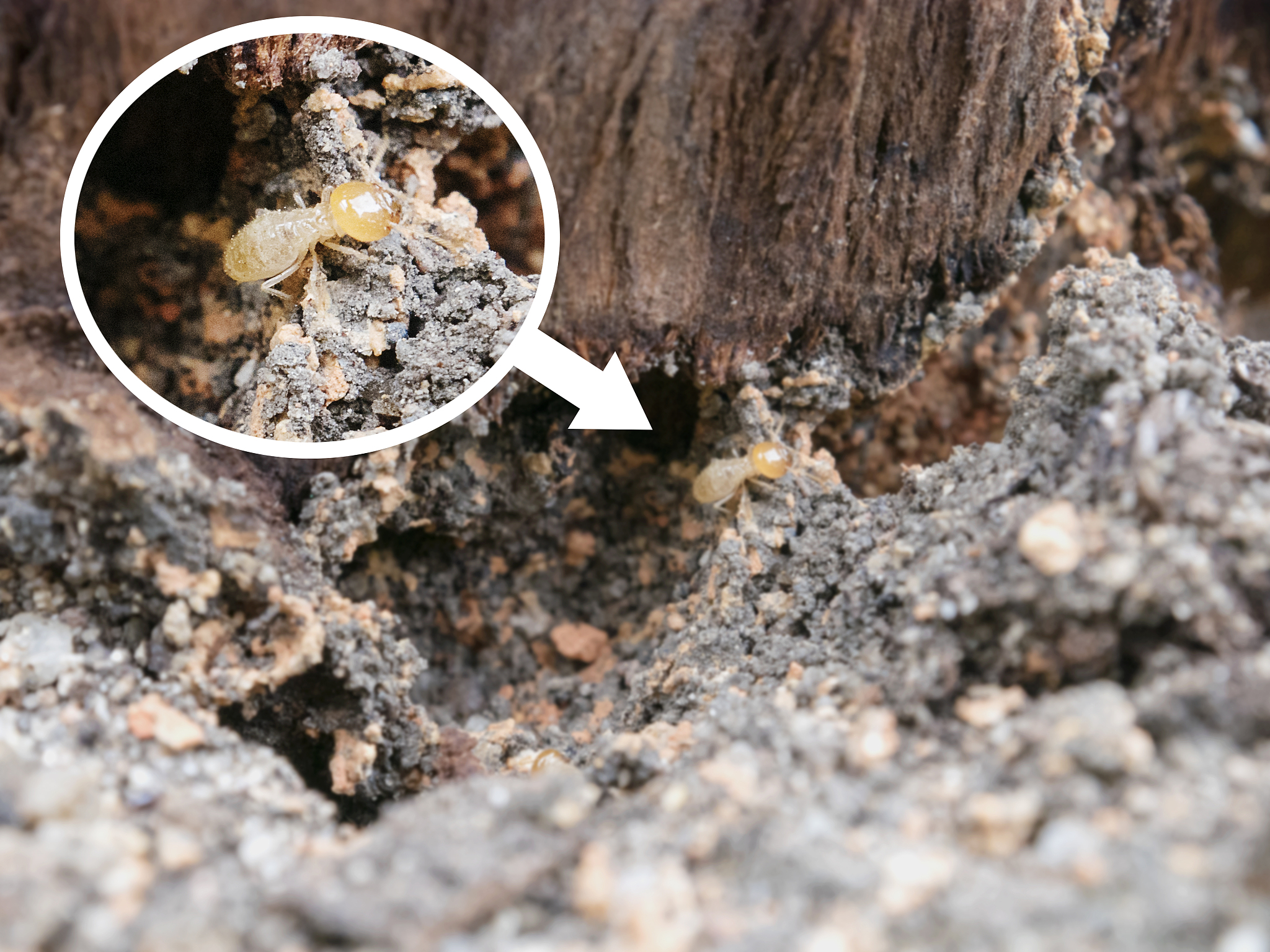 wood termites enlarge, zoom with magnifying glass