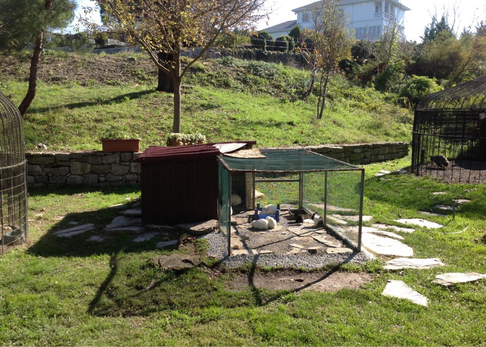 用500字分析宠物犬室外活动空间的材质特征