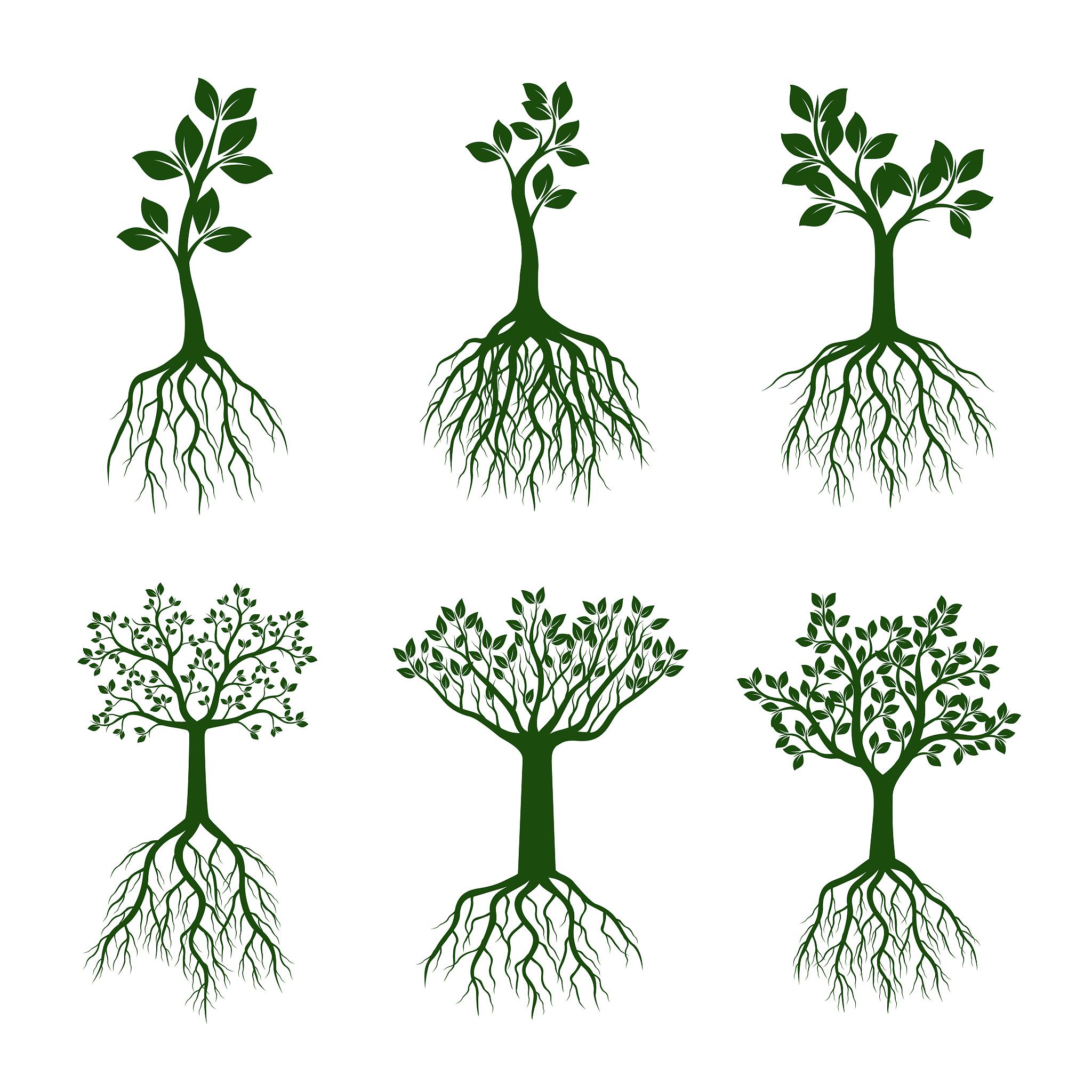 根的密度：植物生长与发育的重要指标