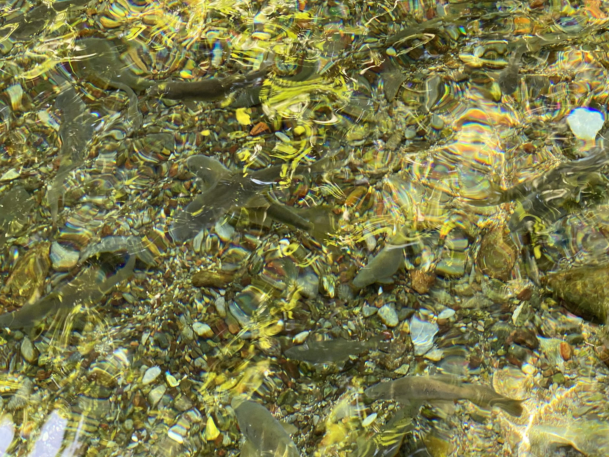 给出一个关于鱼类主题的论文标题和论文大纲