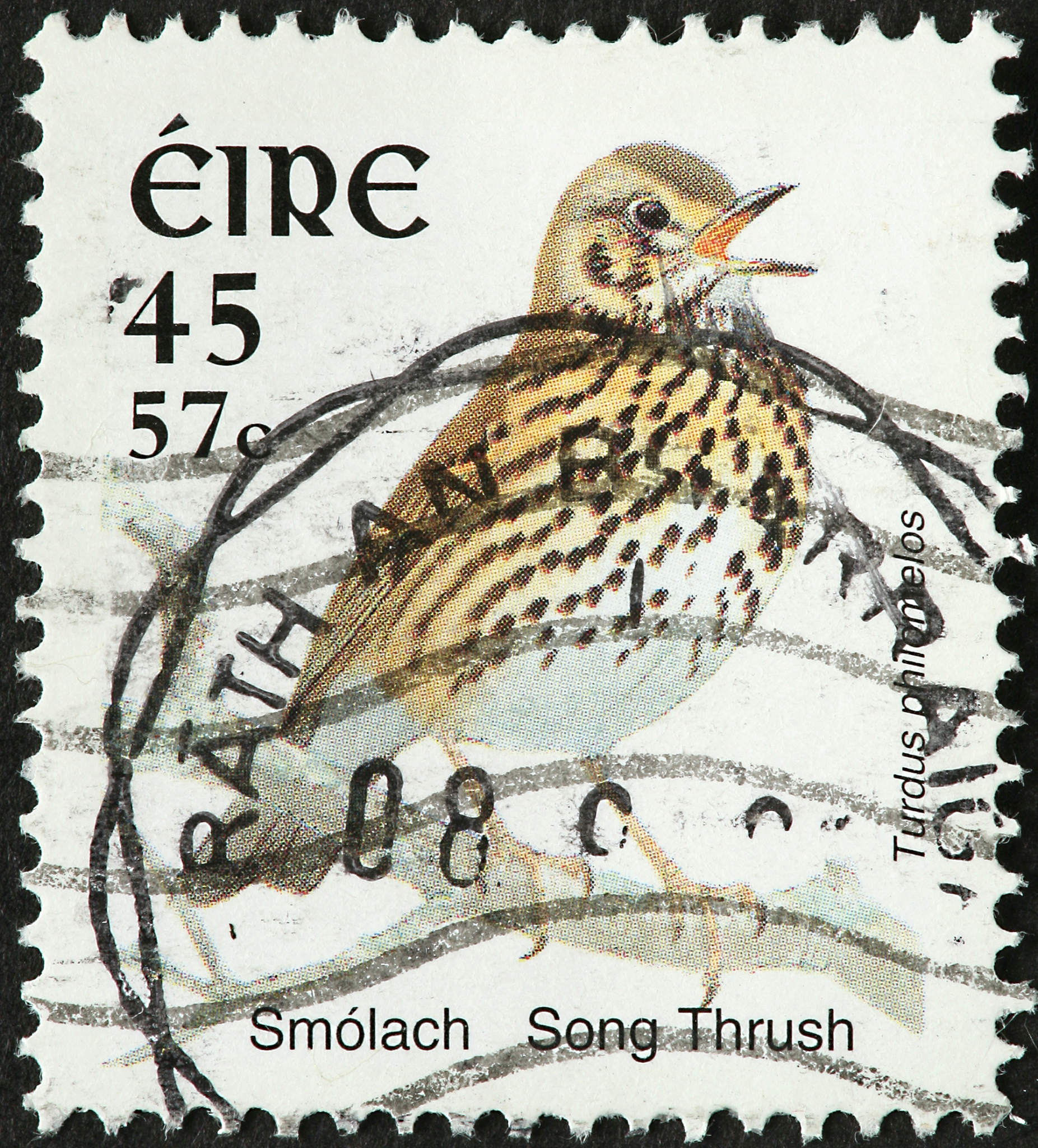 一只画眉有什么稀罕的呢改为陈述句