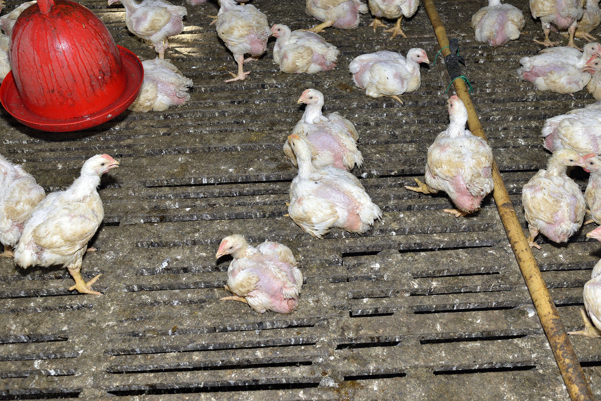 蛋鸡个体发育和疫病行为表征技术研究有什么意义和作用。