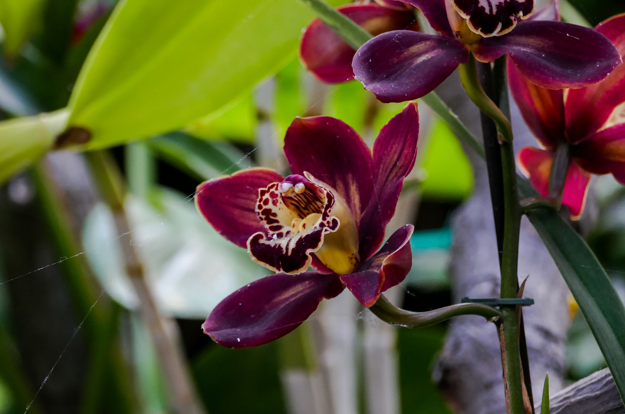 orchid flower in tropical garden