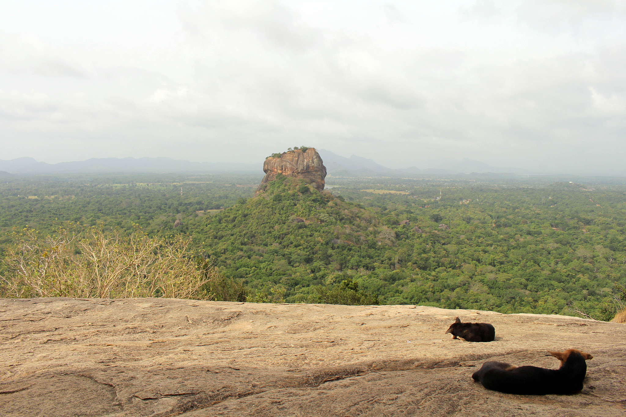 dogs and monkeys enjoying sigiriya - the lion rock-, as seen fro