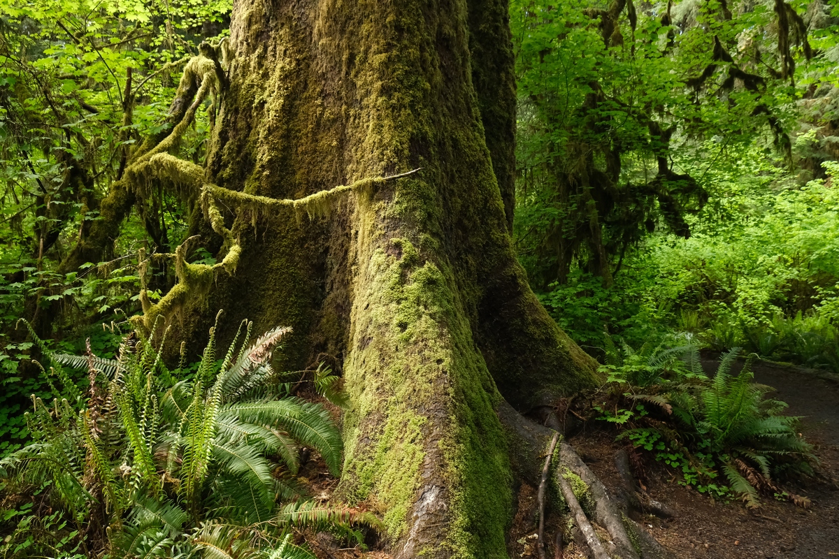 树木的声音：感受大自然生命的智慧