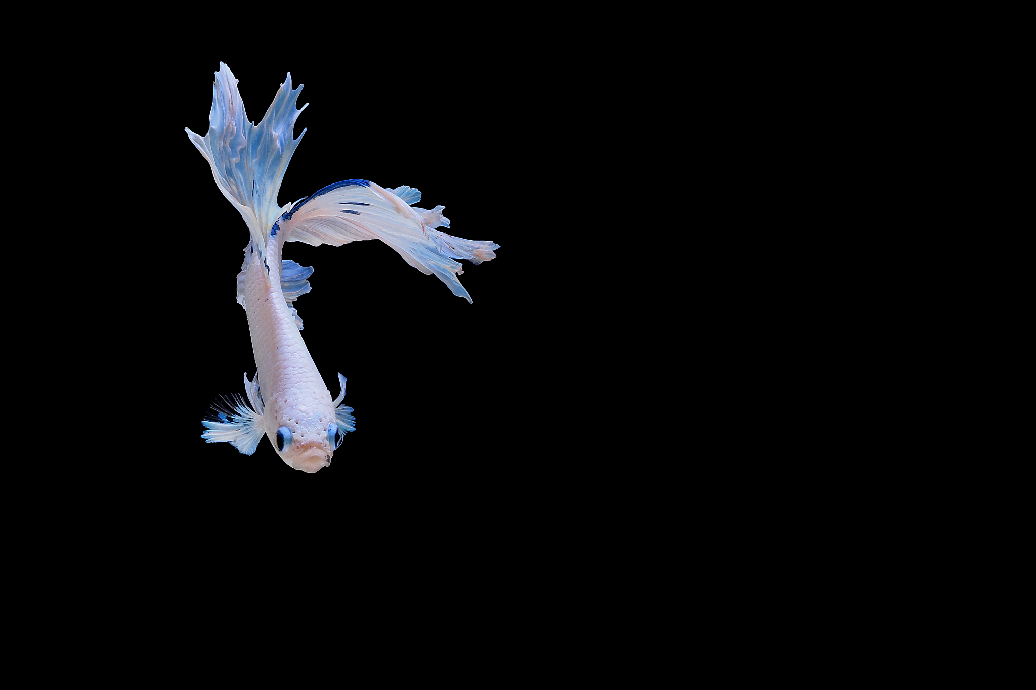 若一台配有4GB flash存储卡的数码相机可将拍摄的照片4倍压缩后存储则该相机最多可以春初65536色1024X1024的彩色相片的张数大约是