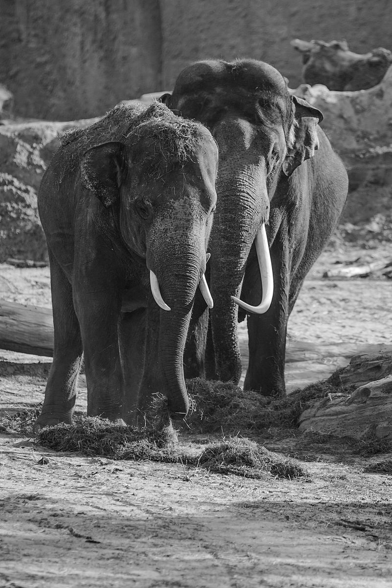 长毛象什么时候灭绝的，