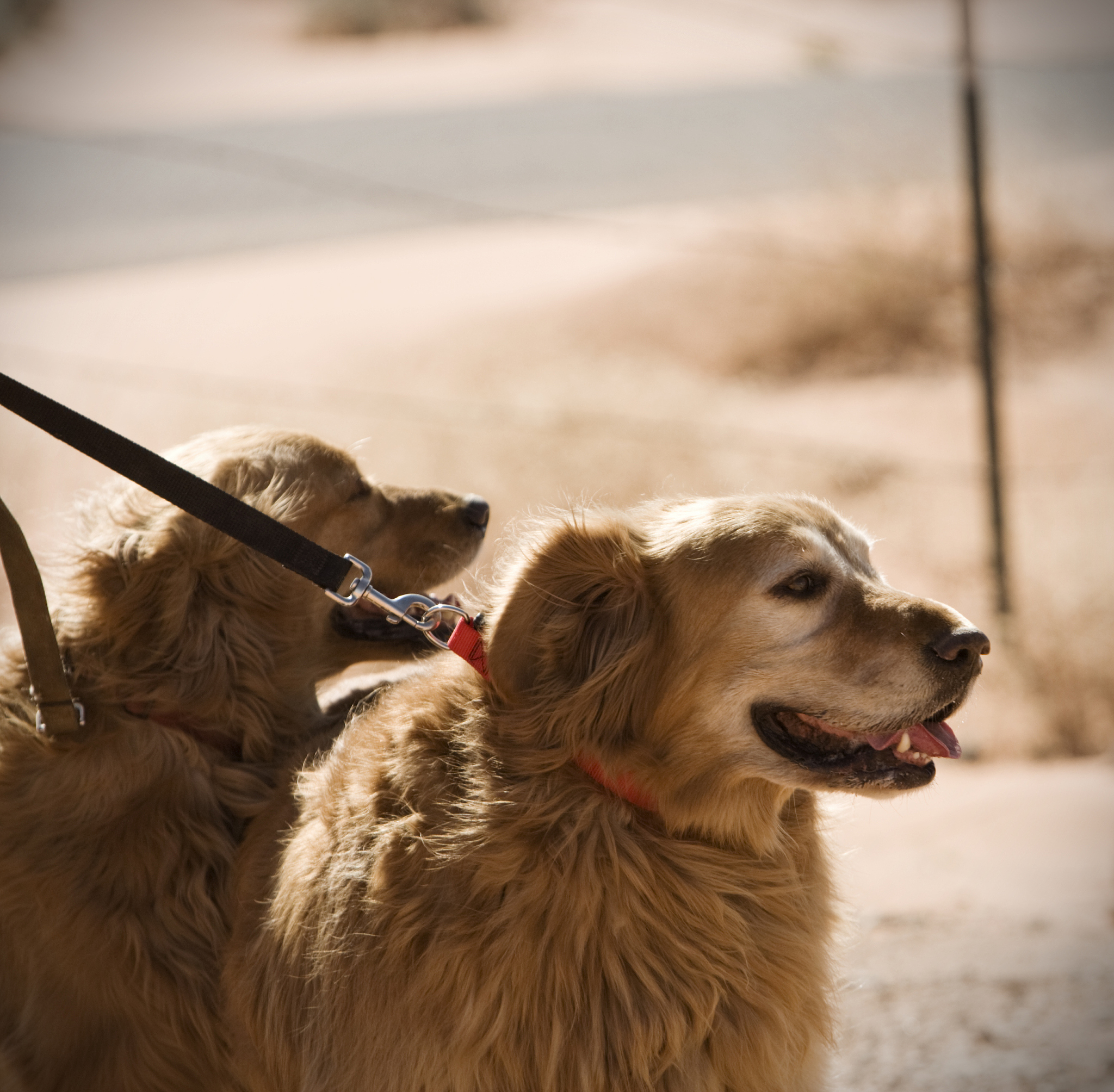 甘肃畜牧工程职业技术学院宠物医疗技术专业课程设置有哪些