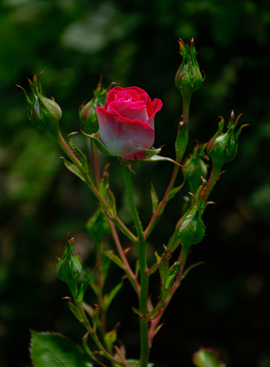 玫瑰花长不高、花朵小？可能是这5个原因导致的！