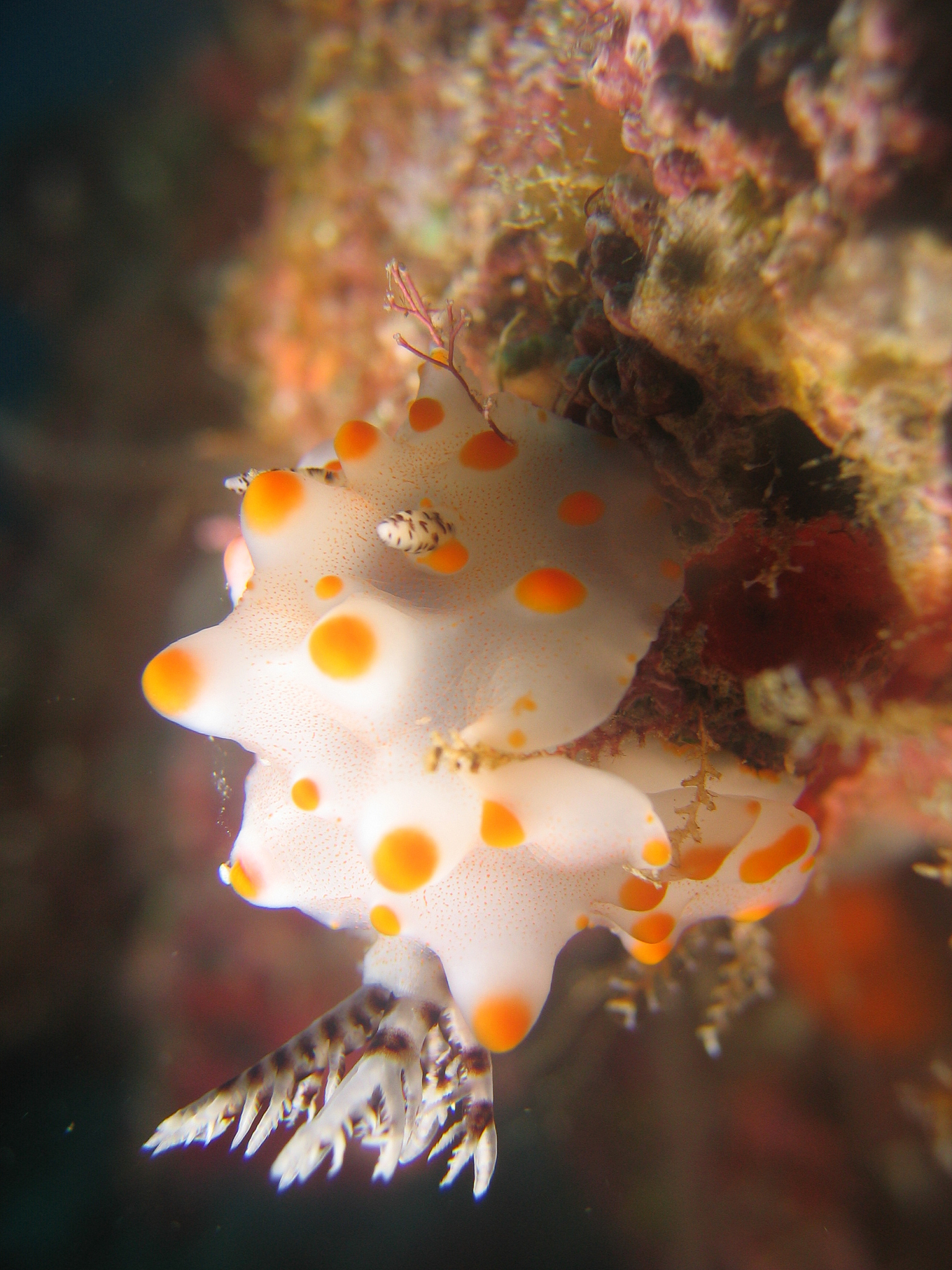 海栖热孢菌 (Thermus aquaticus): 改变分子生物学的耐热酶